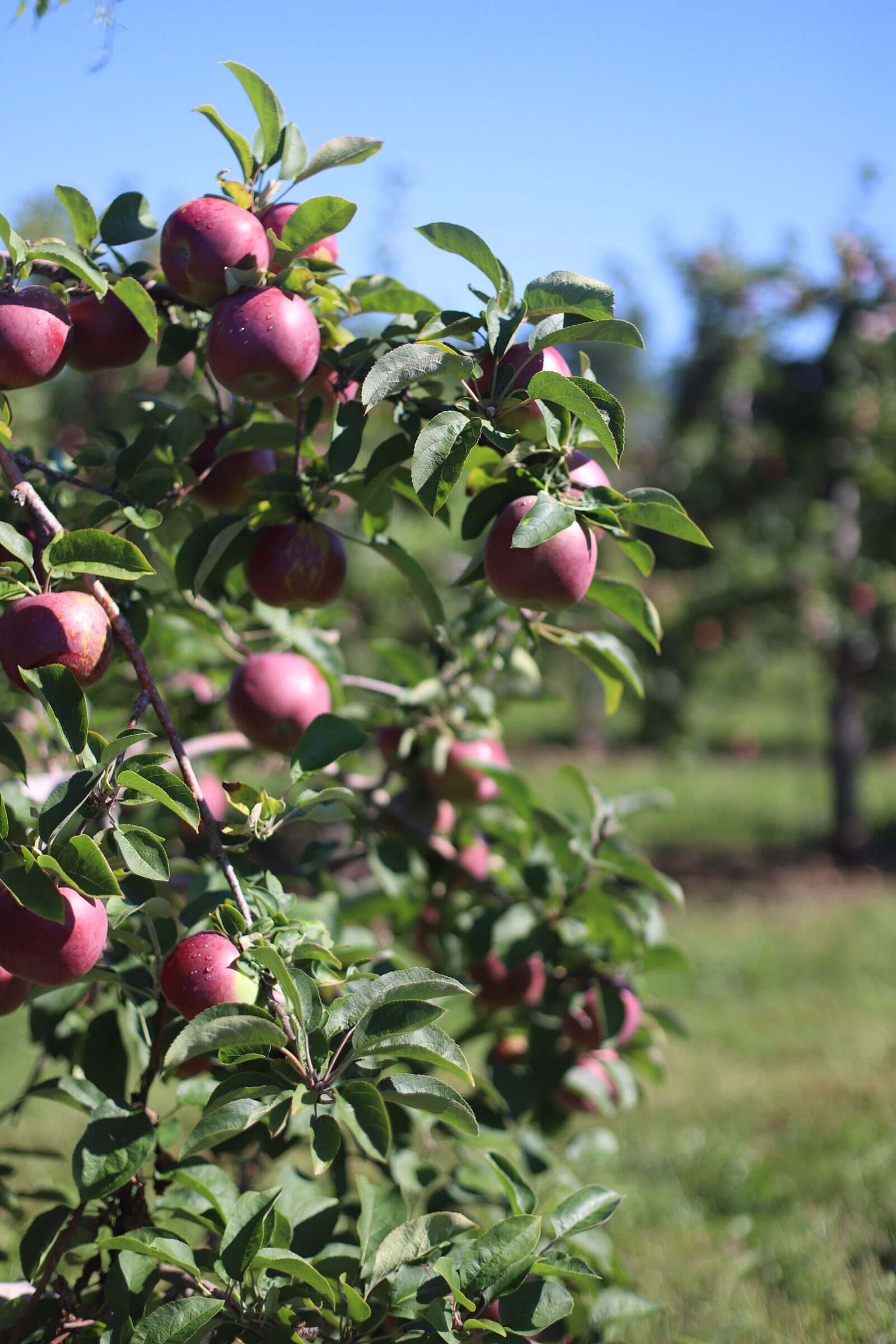 A trip to an apple orchard here in New England, complete with apple picking, barnyard animals, hayrides, and homemade donuts and pie. // Brooksby Farm in Peabody, Massachusetts // Fall Bucket List | glitterinc.com | @glitterinc