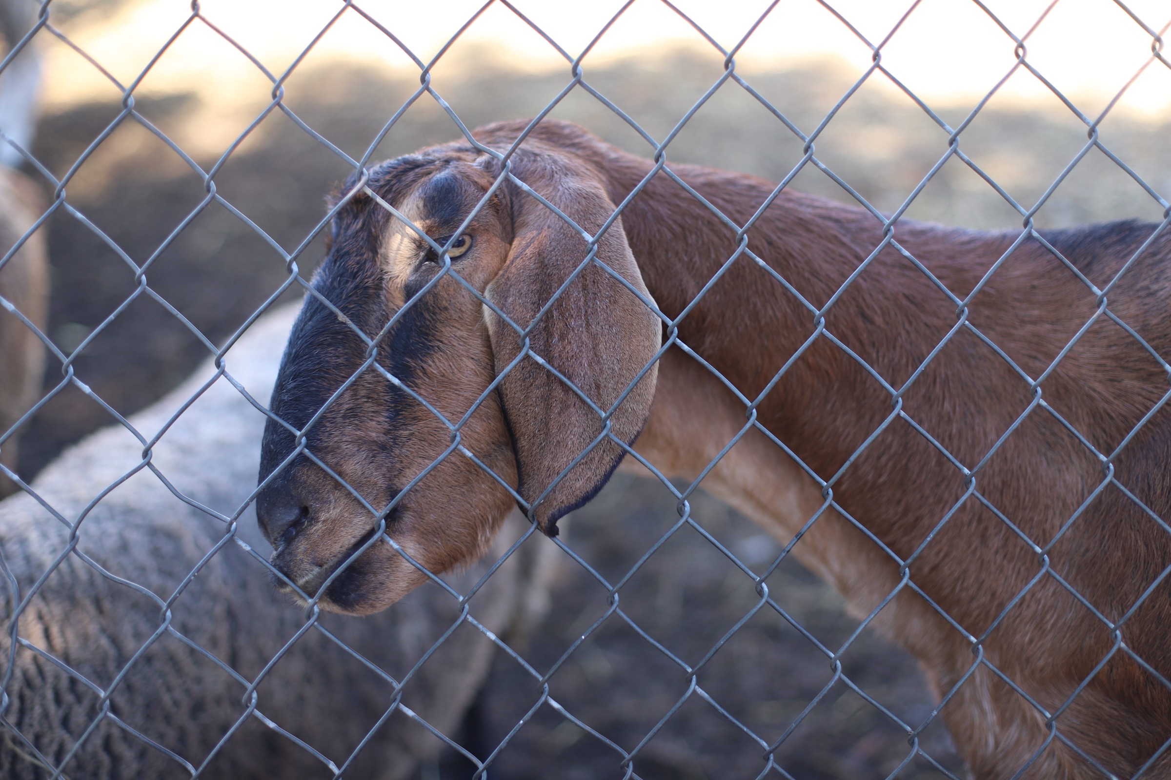 Barnyard animal at Brooksby Farm in Peabody, Massachusetts // Fall Bucket List | glitterinc.com | @glitterinc