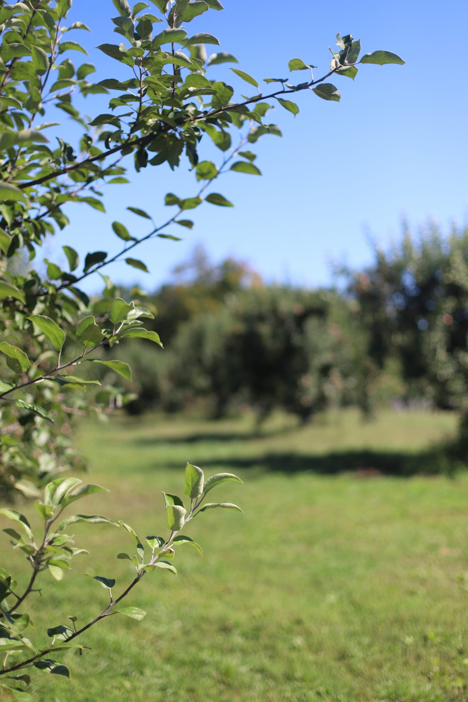 A trip to an apple orchard here in New England, complete with apple picking, barnyard animals, hayrides, and homemade donuts and pie. // Brooksby Farm in Peabody, Massachusetts // Fall Bucket List | glitterinc.com | @glitterinc