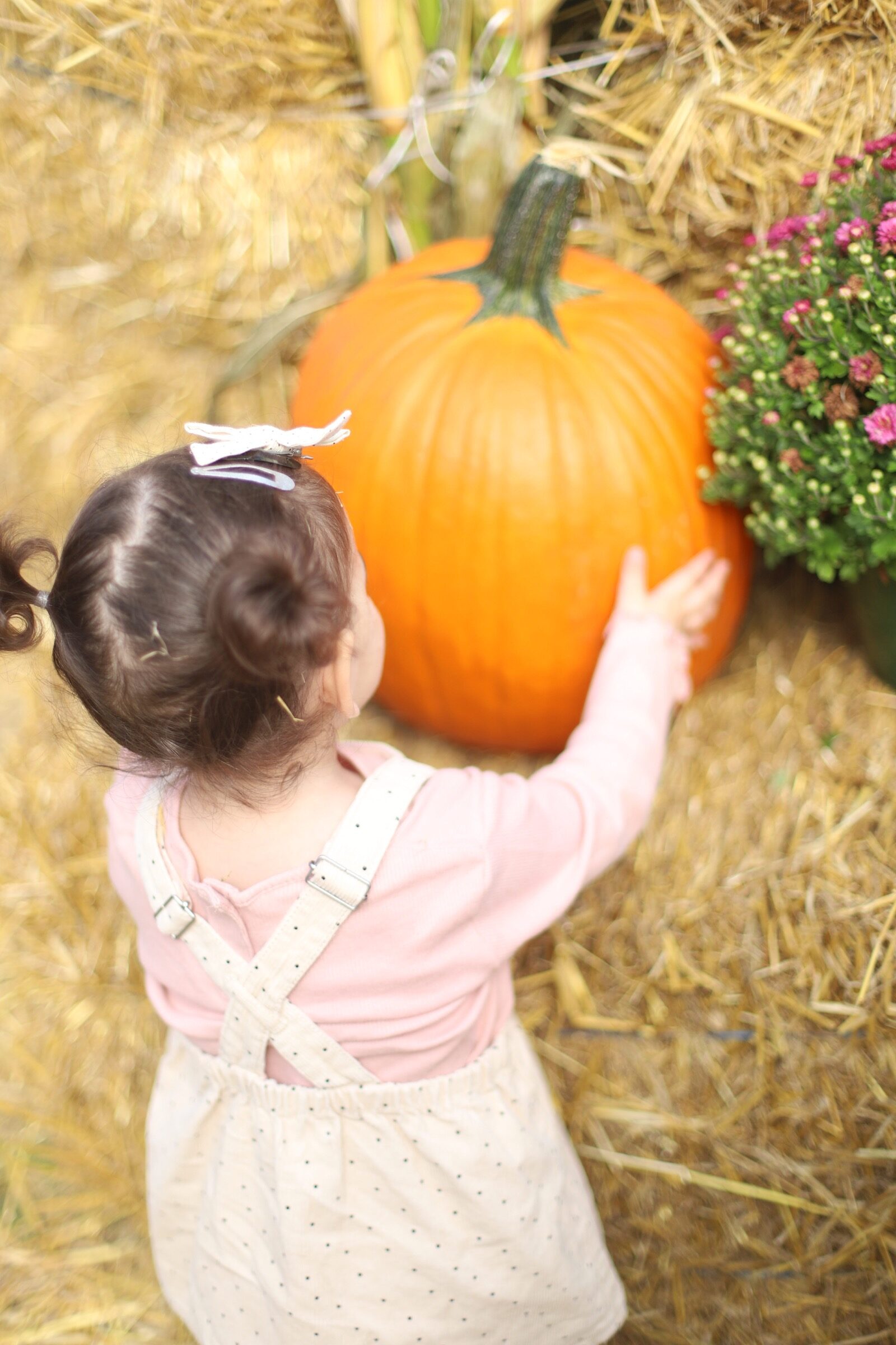 A little girl holding a big pumpkin during a trip to an apple orchard here in New England, complete with apple picking, barnyard animals, hayrides, and homemade donuts and pie. // Brooksby Farm in Peabody, Massachusetts // Fall Bucket List | glitterinc.com | @glitterinc