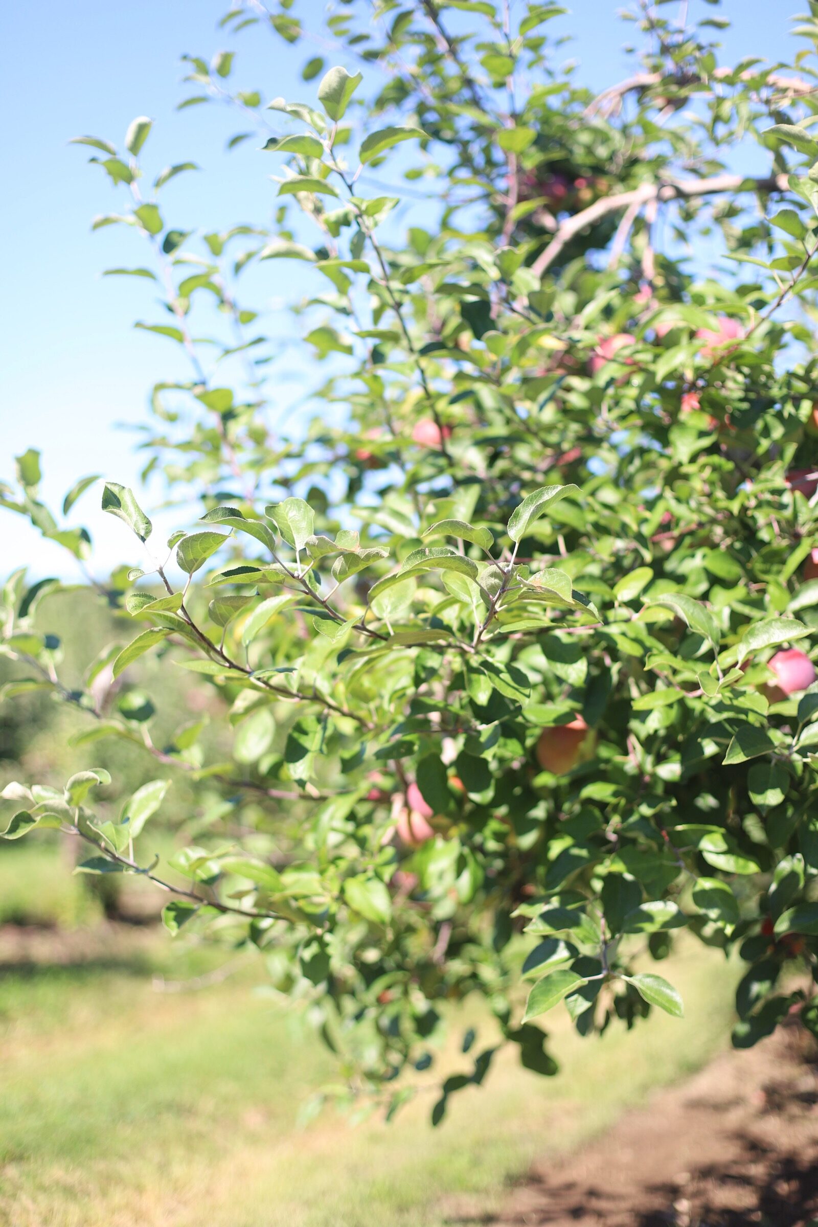 An apple tree at Brooksby Farm in Peabody, Massachusetts // Fall Bucket List | glitterinc.com | @glitterinc