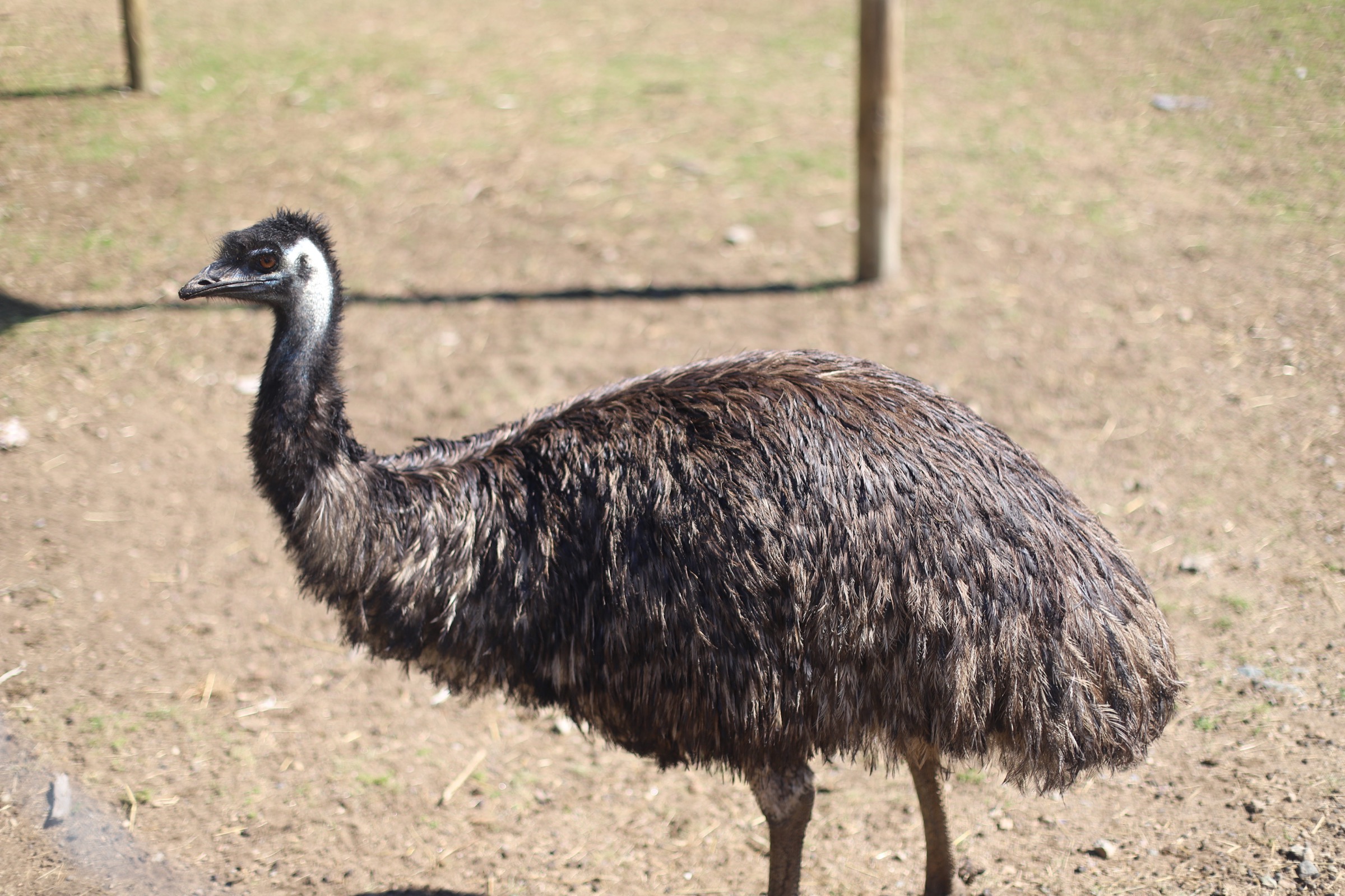 Animal at Brooksby Farm in Peabody, Massachusetts // Fall Bucket List | glitterinc.com | @glitterinc