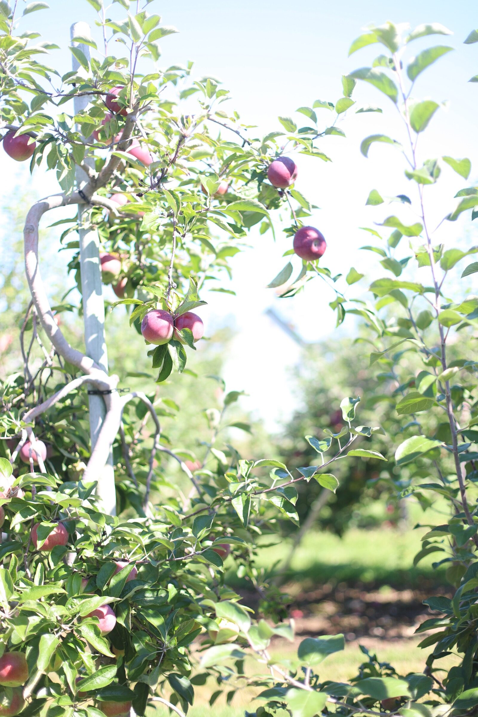 More apples for apple picking at Brooksby Farm in Peabody, Massachusetts // Fall Bucket List | glitterinc.com | @glitterinc