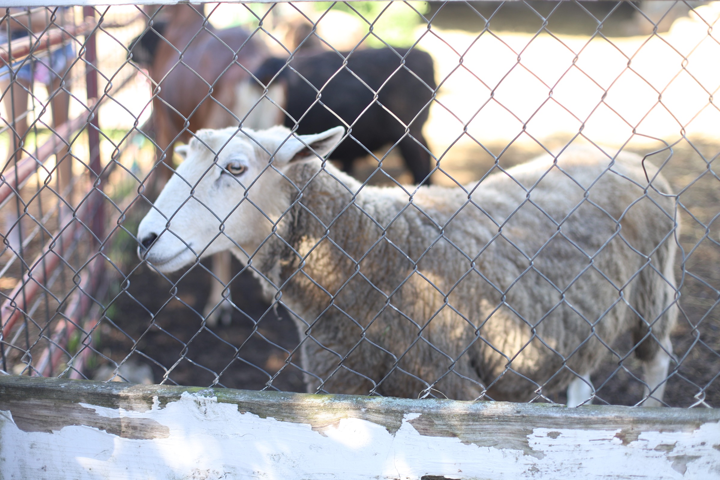 A trip to an apple orchard here in New England, complete with apple picking, barnyard animals, hayrides, and homemade donuts and pie. // Brooksby Farm in Peabody, Massachusetts // Fall Bucket List | glitterinc.com | @glitterinc