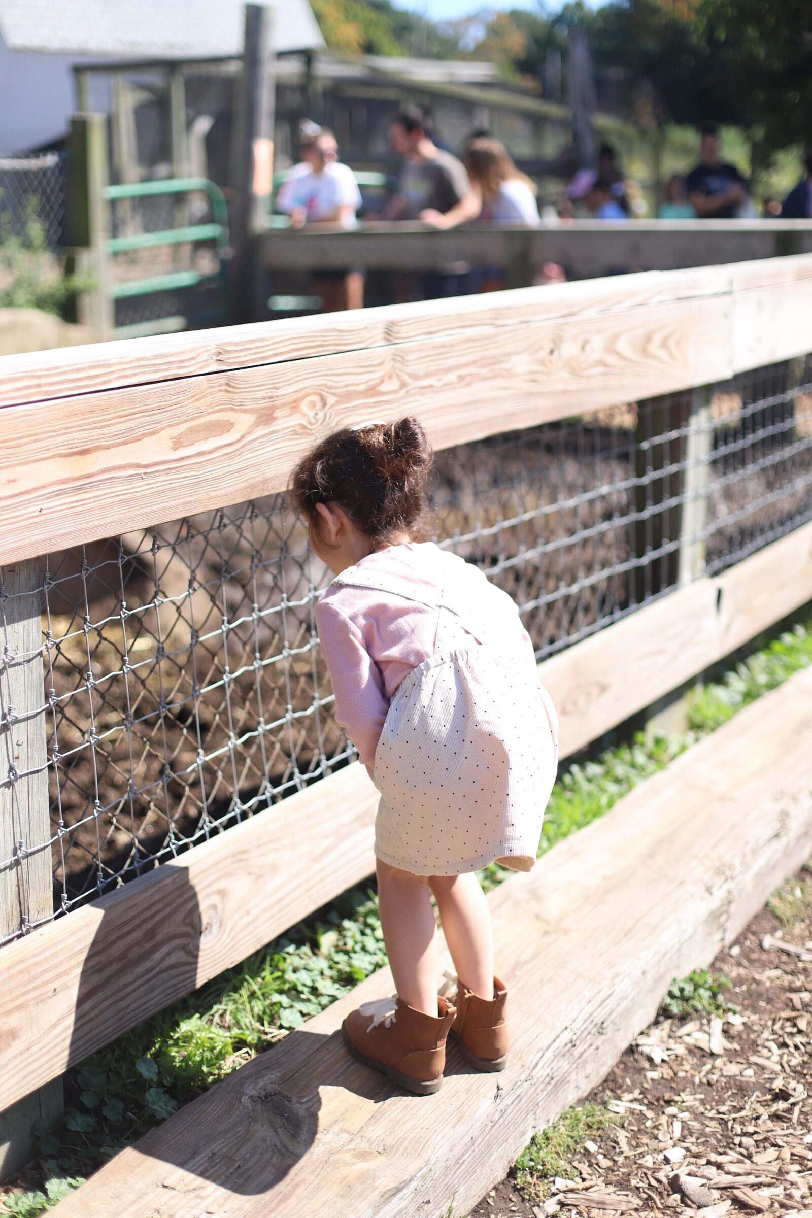 Little girl watching animals at Brooksby Farm in Peabody, Massachusetts // Fall Bucket List | glitterinc.com | @glitterinc