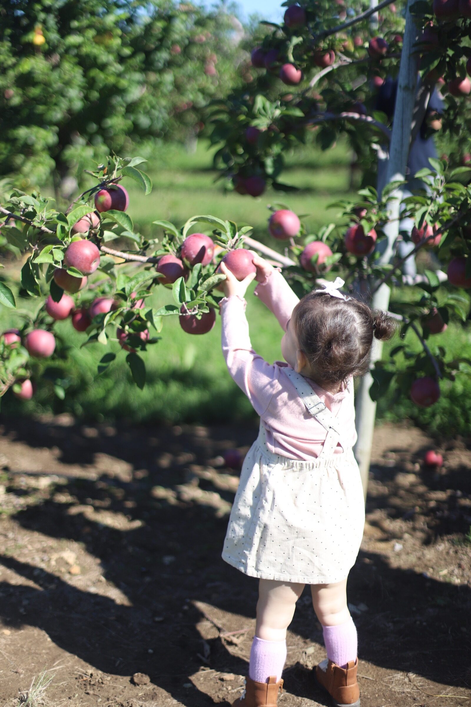 A child picking apples at Brooksby Farm in Peabody, Massachusetts // Fall Bucket List | glitterinc.com | @glitterinc