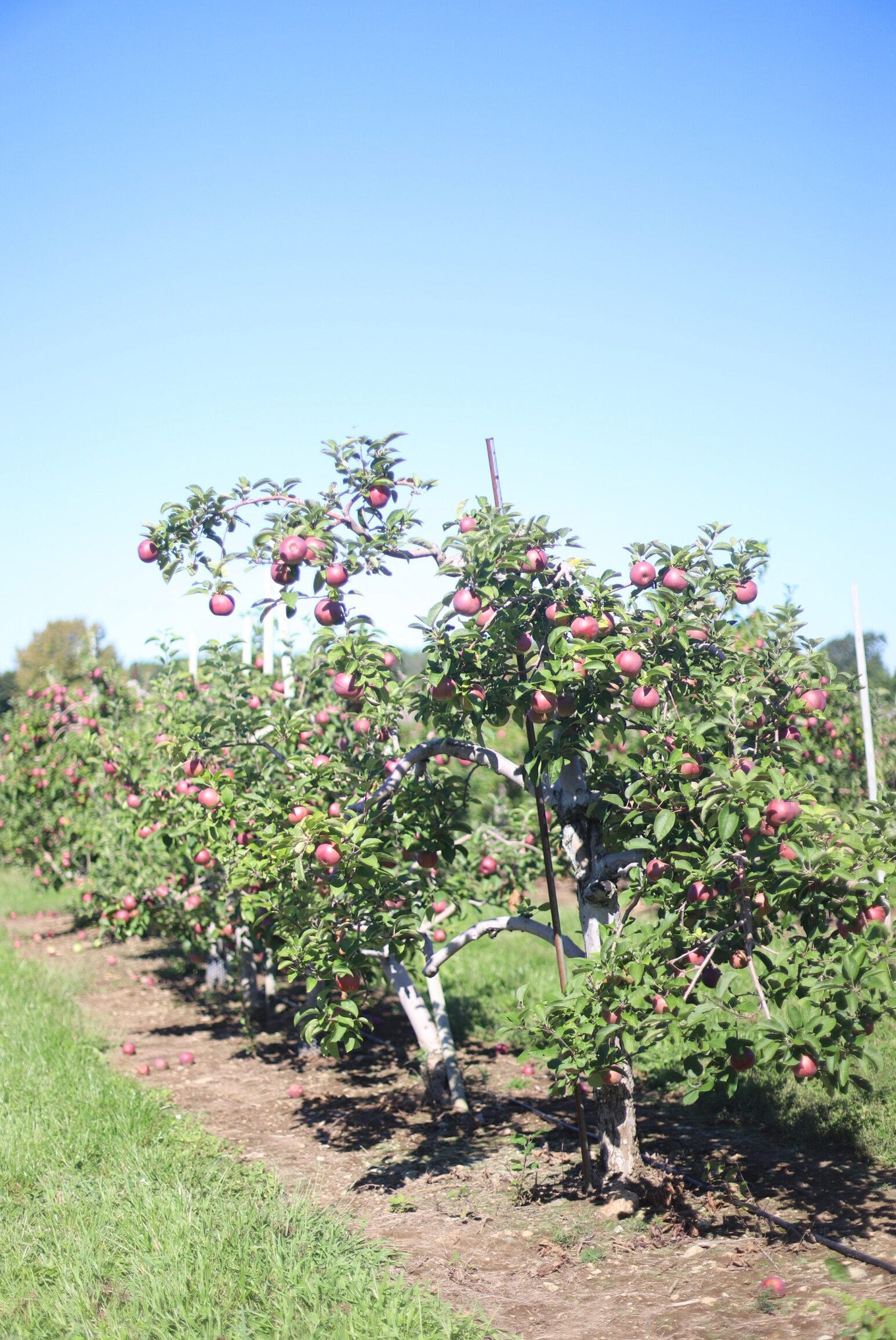 Read-to-pick apples from the orchard at Brooksby Farm in Peabody, Massachusetts // Fall Bucket List | glitterinc.com | @glitterinc