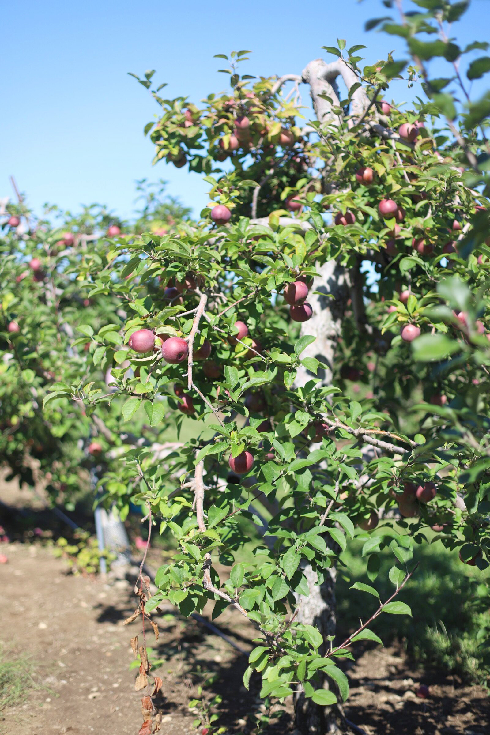 A trip to an apple orchard here in New England, complete with apple picking, barnyard animals, hayrides, and homemade donuts and pie. // Brooksby Farm in Peabody, Massachusetts // Fall Bucket List | glitterinc.com | @glitterinc