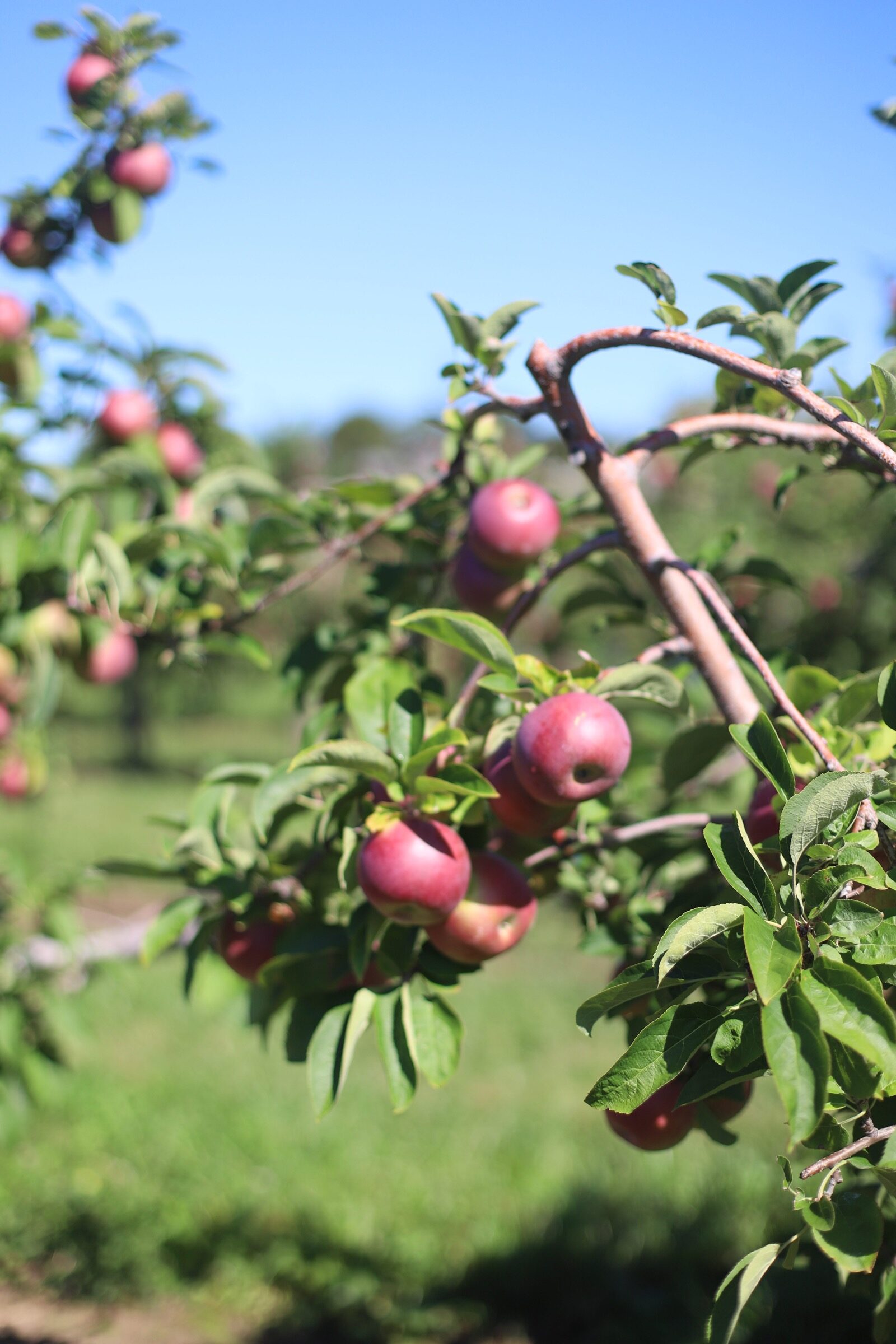 Apples from the orchard at Brooksby Farm in Peabody, Massachusetts // Fall Bucket List | glitterinc.com | @glitterinc