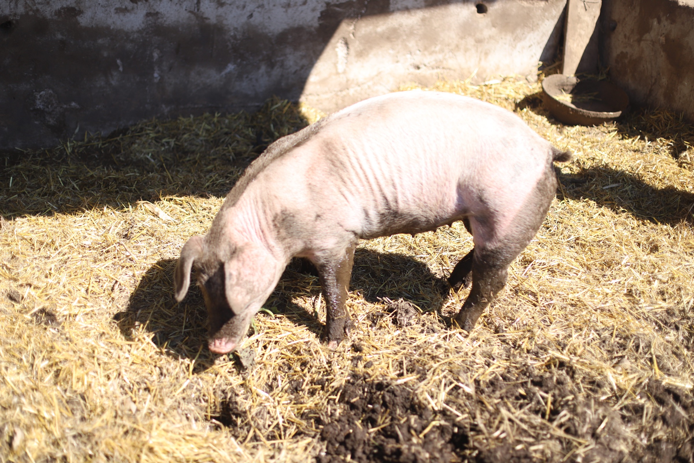 A pig at Brooksby Farm in Peabody, Massachusetts // Fall Bucket List | glitterinc.com | @glitterinc