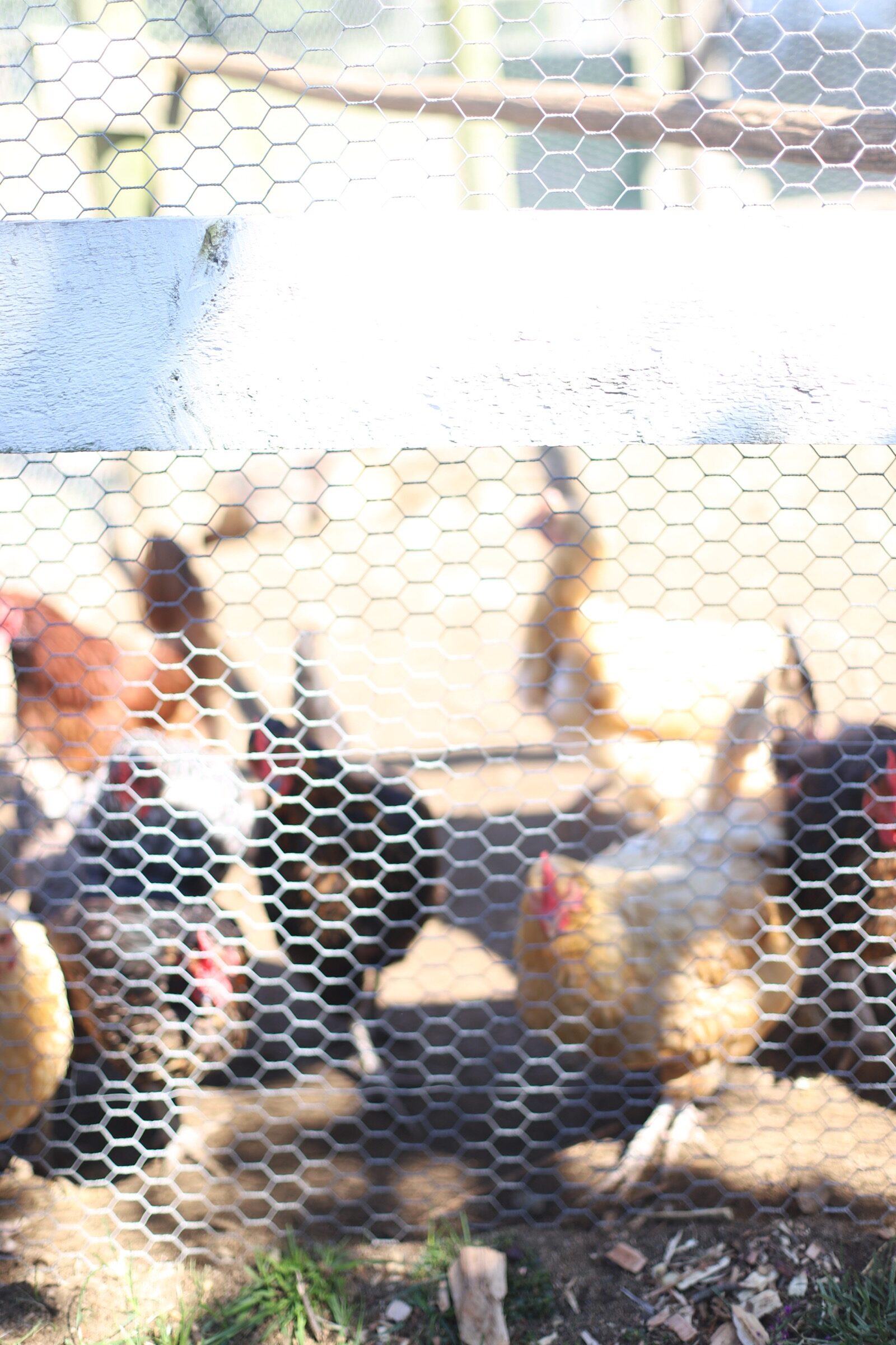 Chickens at Brooksby Farm in Peabody, Massachusetts // Fall Bucket List | glitterinc.com | @glitterinc