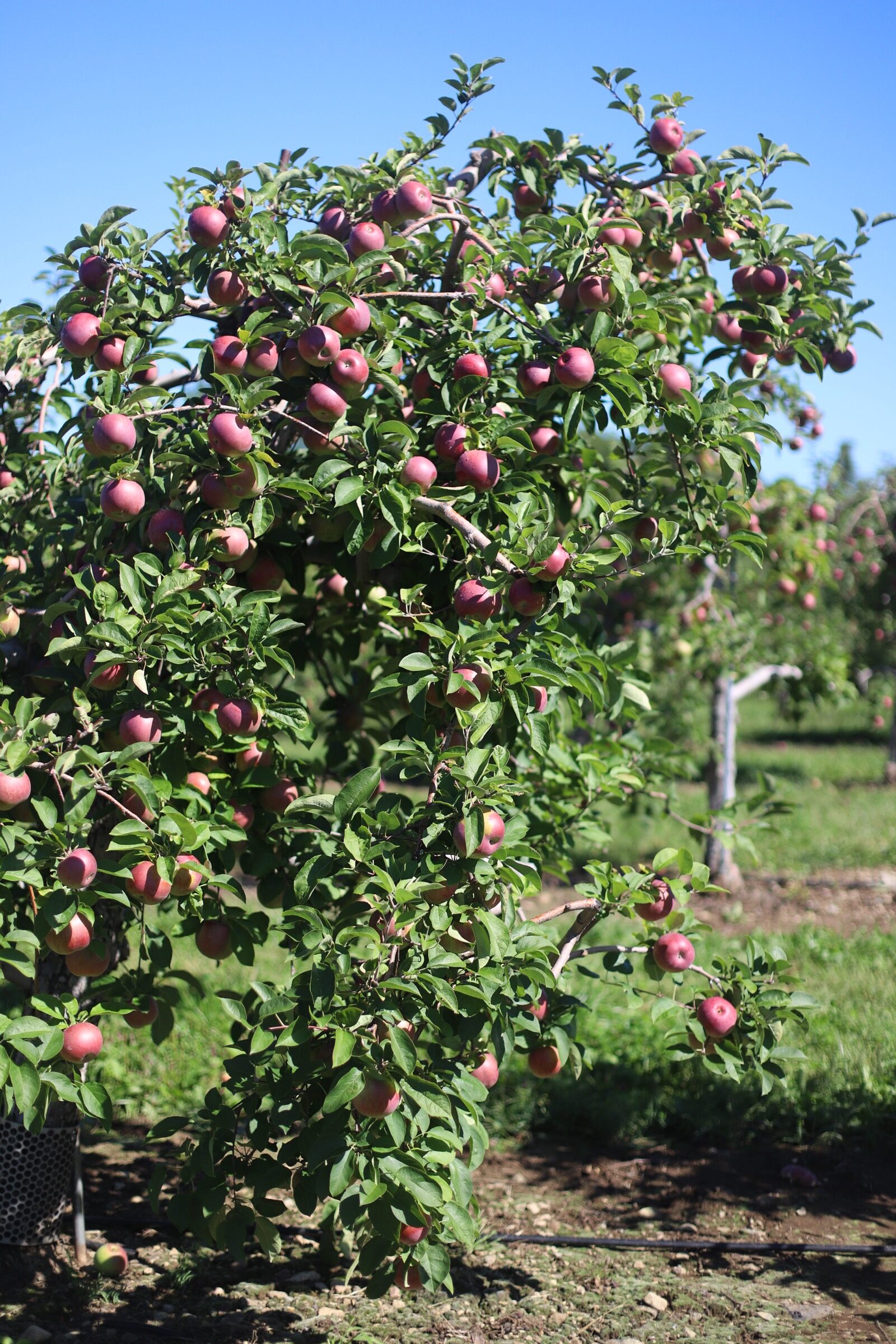 An abundant tree of apples at Brooksby Farm in Peabody, Massachusetts // Fall Bucket List | glitterinc.com | @glitterinc