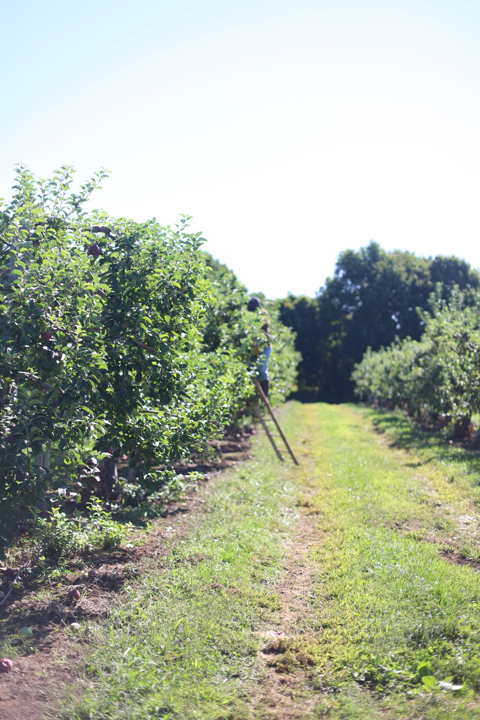 A trip to an apple orchard here in New England, complete with apple picking, barnyard animals, hayrides, and homemade donuts and pie. // Brooksby Farm in Peabody, Massachusetts // Fall Bucket List | glitterinc.com | @glitterinc