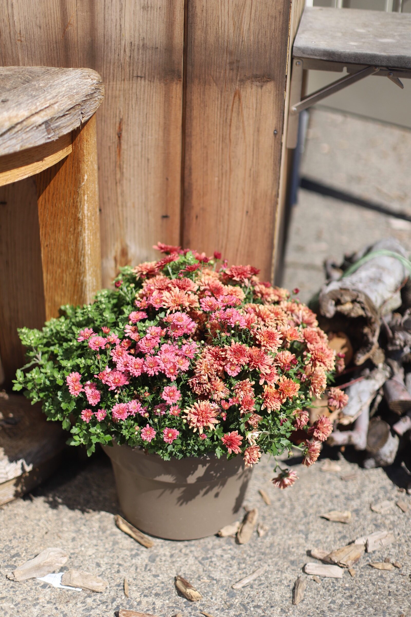 Flowers at Brooksby Farm in Peabody, Massachusetts // Fall Bucket List | glitterinc.com | @glitterinc