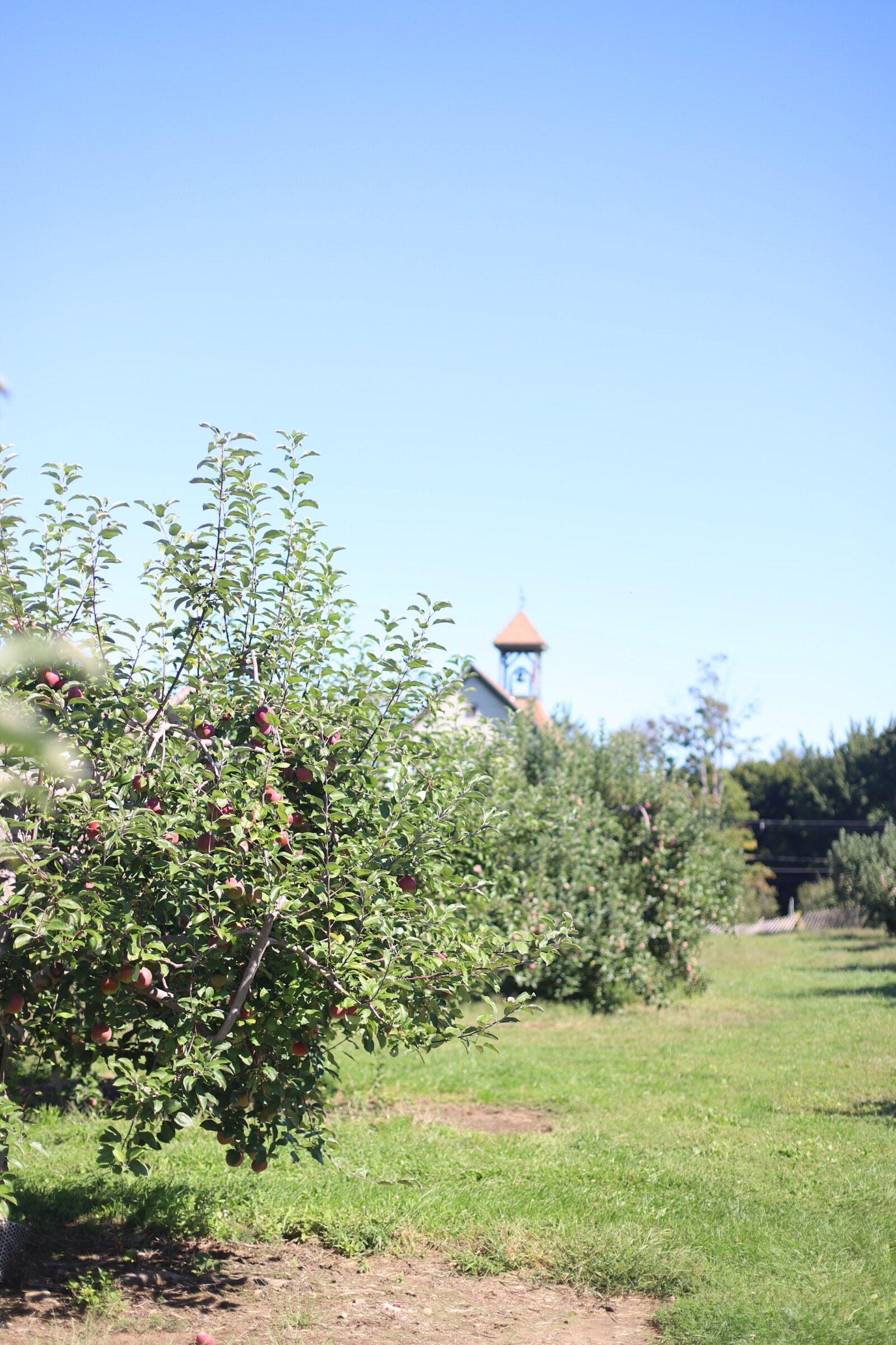 An apple tree at Brooksby Farm in Peabody, Massachusetts // Fall Bucket List | glitterinc.com | @glitterinc