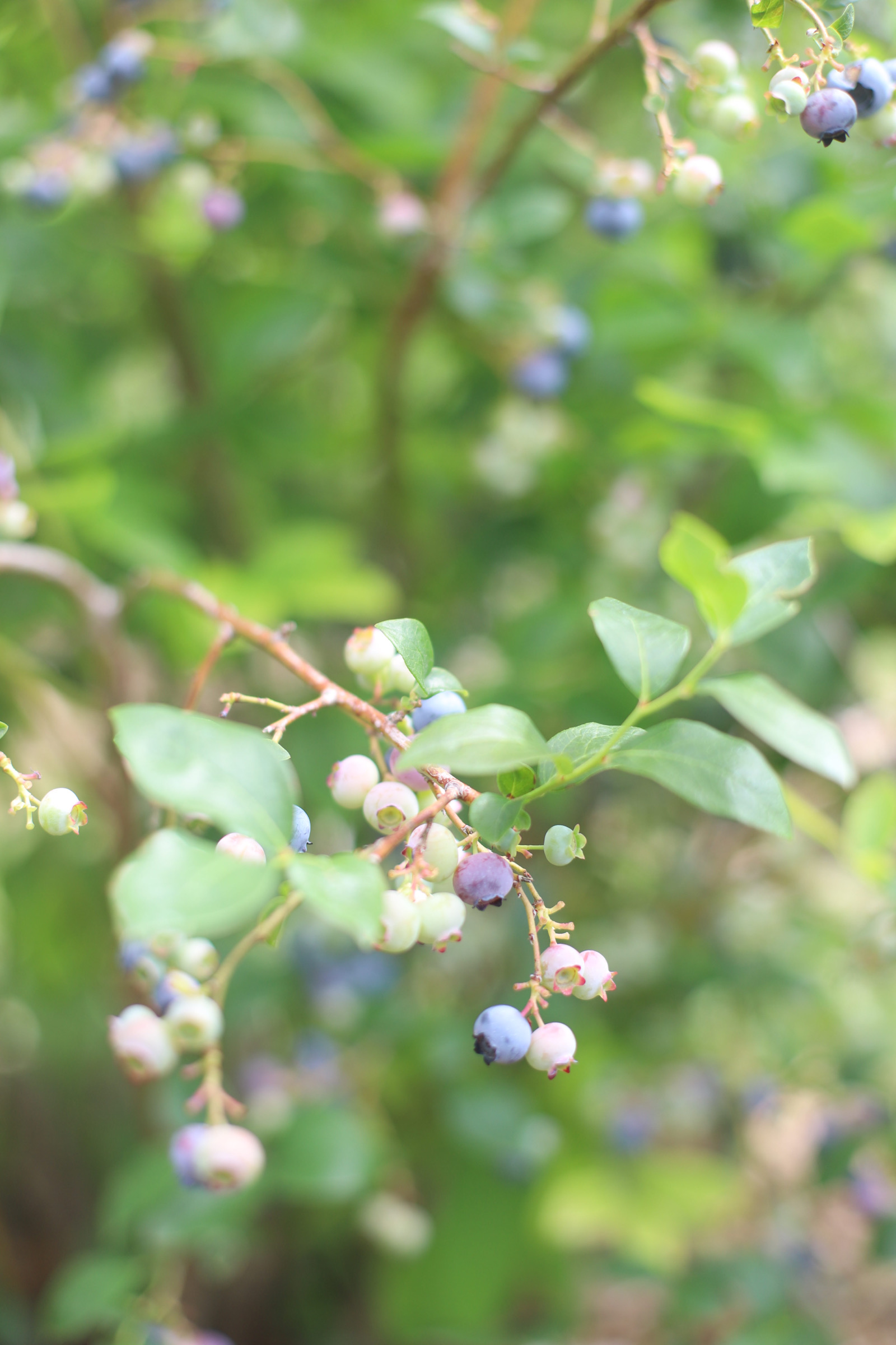 Looking for somewhere family-friendly to do a little berry picking around the Boston area this summer? We’ve founded the sweetest spot to pick blueberries, strawberries, and even cherries! | @glitterinclexi | GLITTERINC.COM