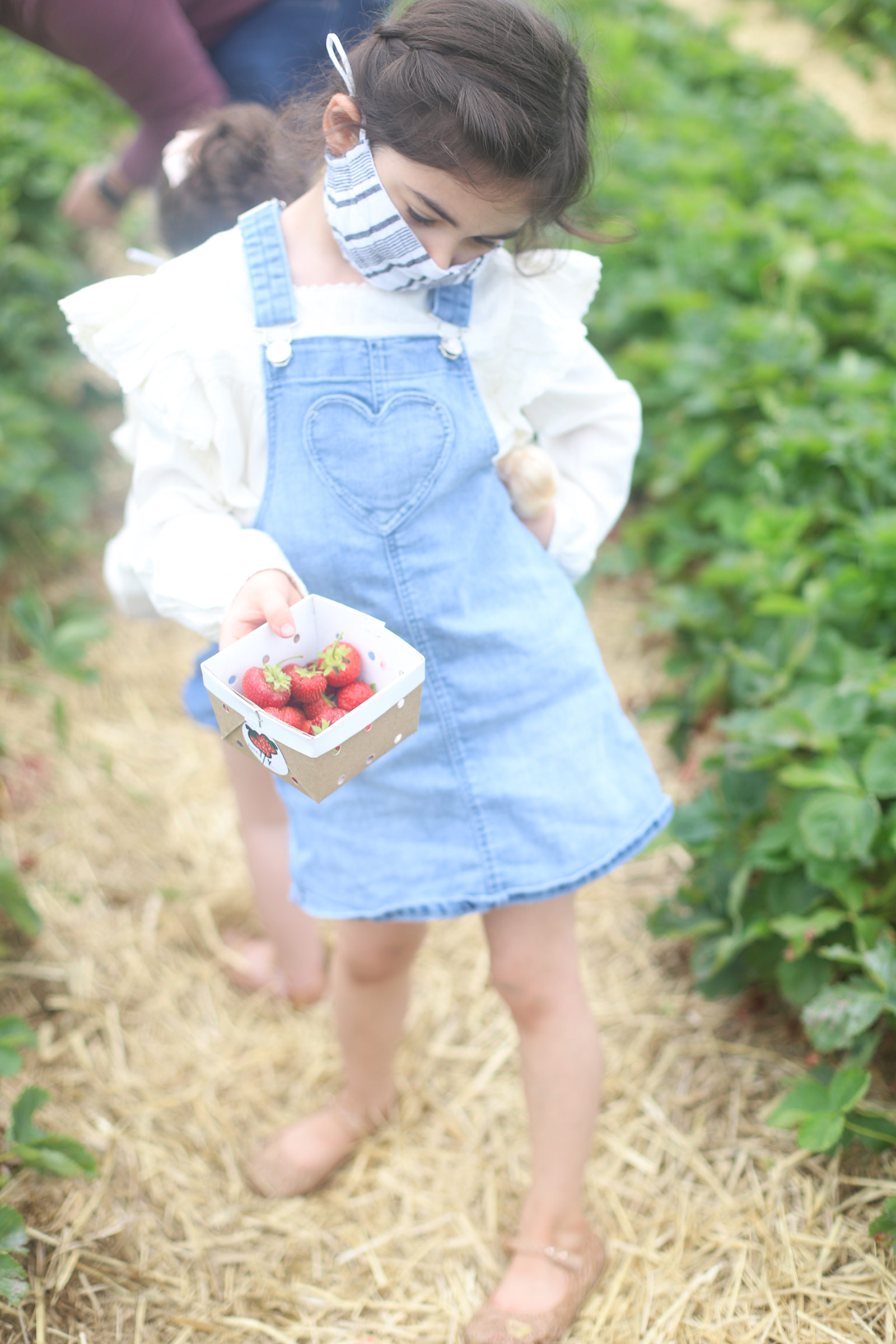 Blueberry and Strawberry Picking at Wards Berry Farm