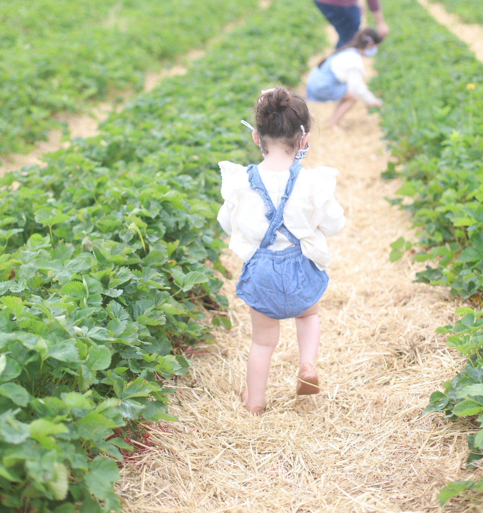 Looking for somewhere family-friendly to do a little berry picking around the Boston area this summer? We’ve founded the sweetest spot to pick blueberries, strawberries, and even cherries! | @glitterinclexi | GLITTERINC.COM