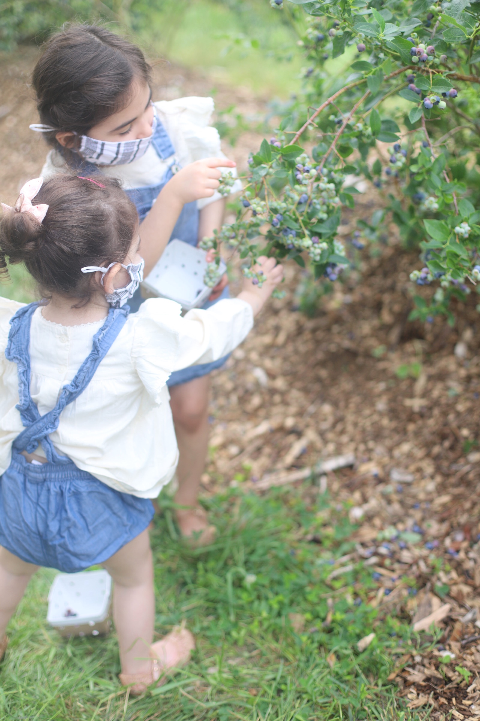 Looking for somewhere family-friendly to do a little berry picking around the Boston area this summer? We’ve founded the sweetest spot to pick blueberries, strawberries, and even cherries! | @glitterinclexi | GLITTERINC.COM