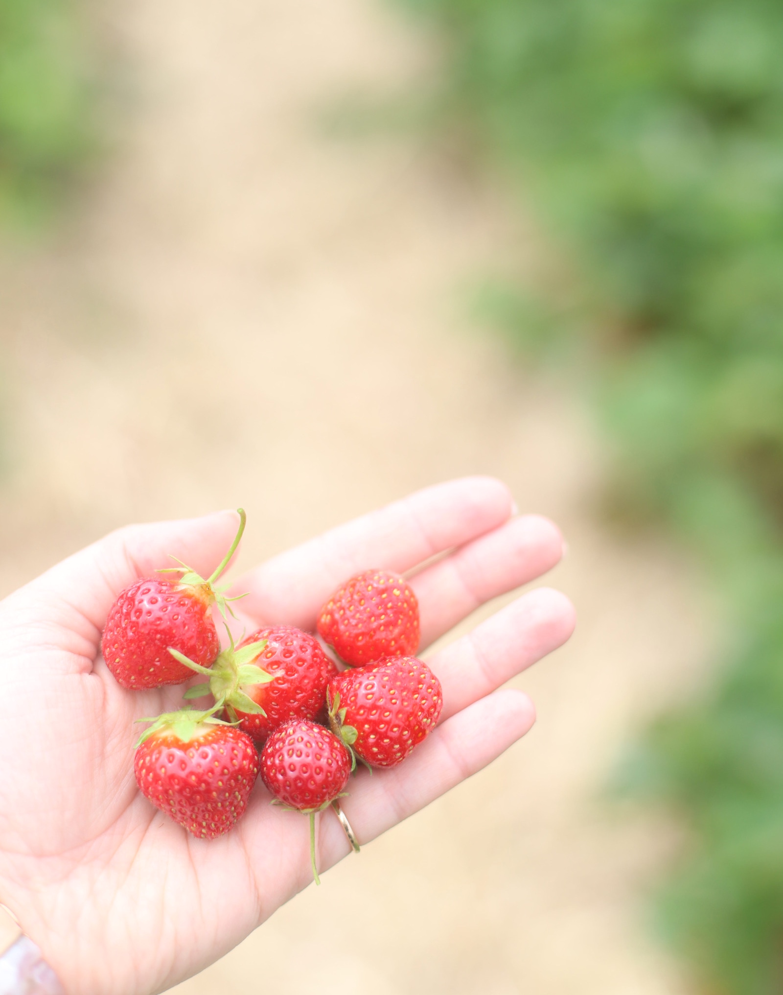 Blueberry and Strawberry Picking at Wards Berry Farm