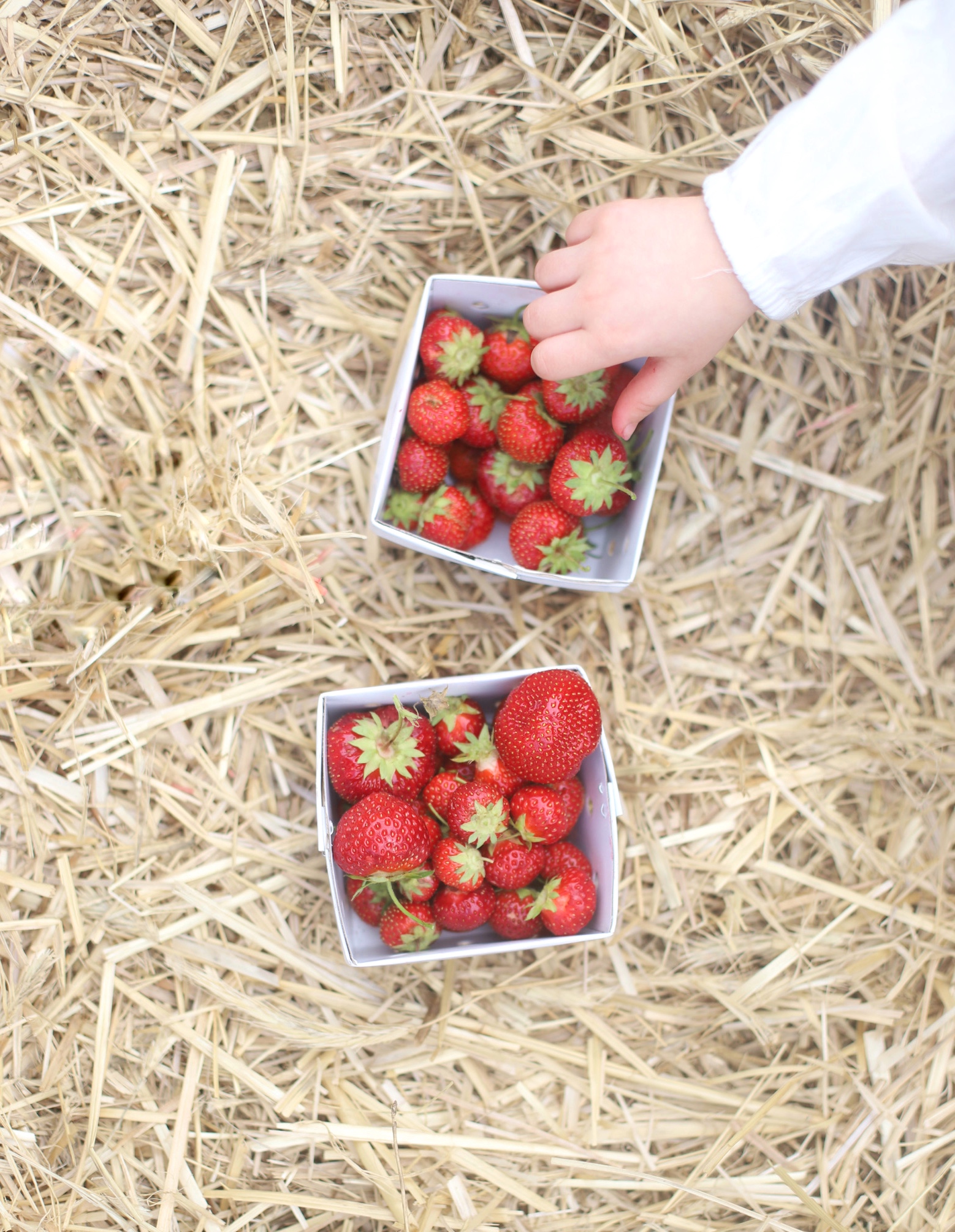 Blueberry and Strawberry Picking at Wards Berry Farm