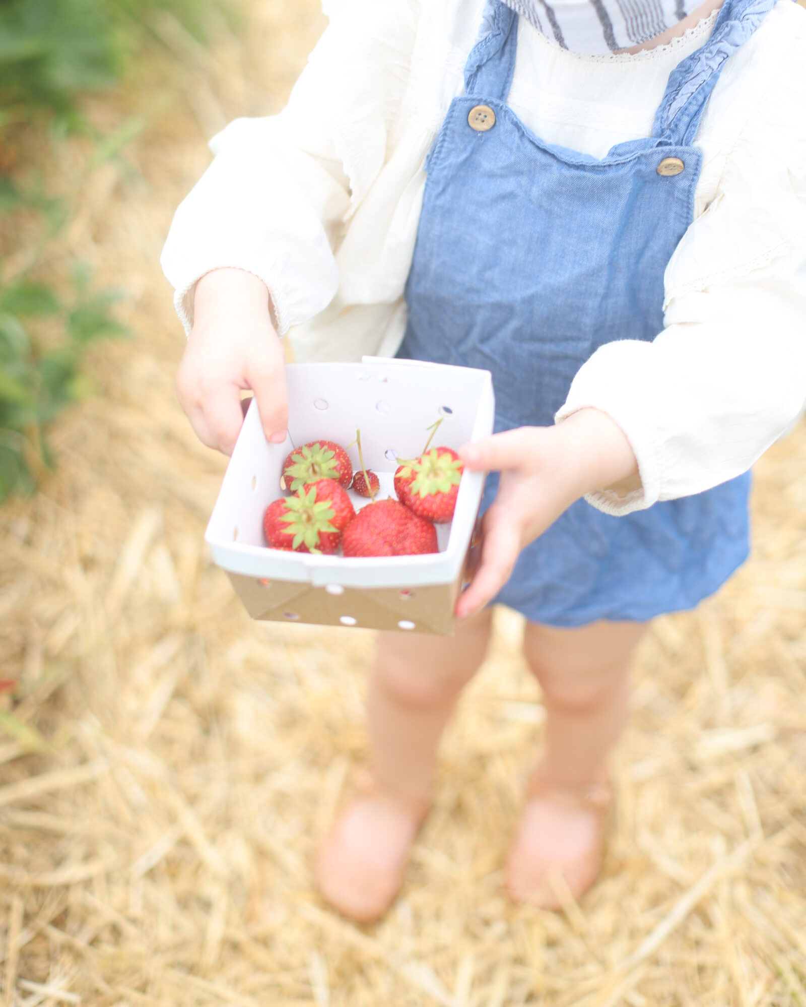 Blueberry and Strawberry Picking at Wards Berry Farm