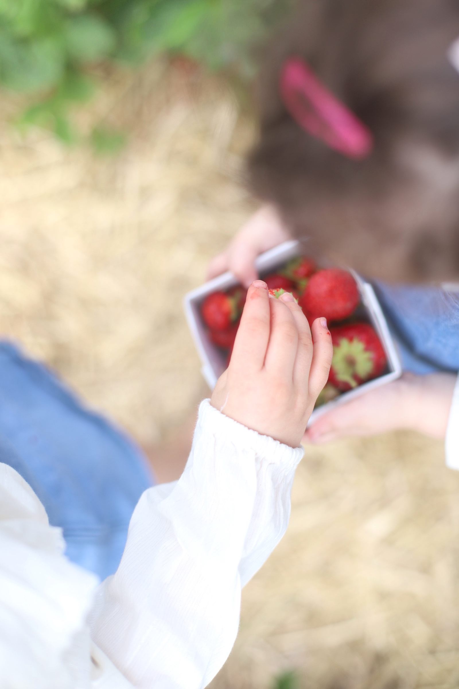 Blueberry and Strawberry Picking at Wards Berry Farm