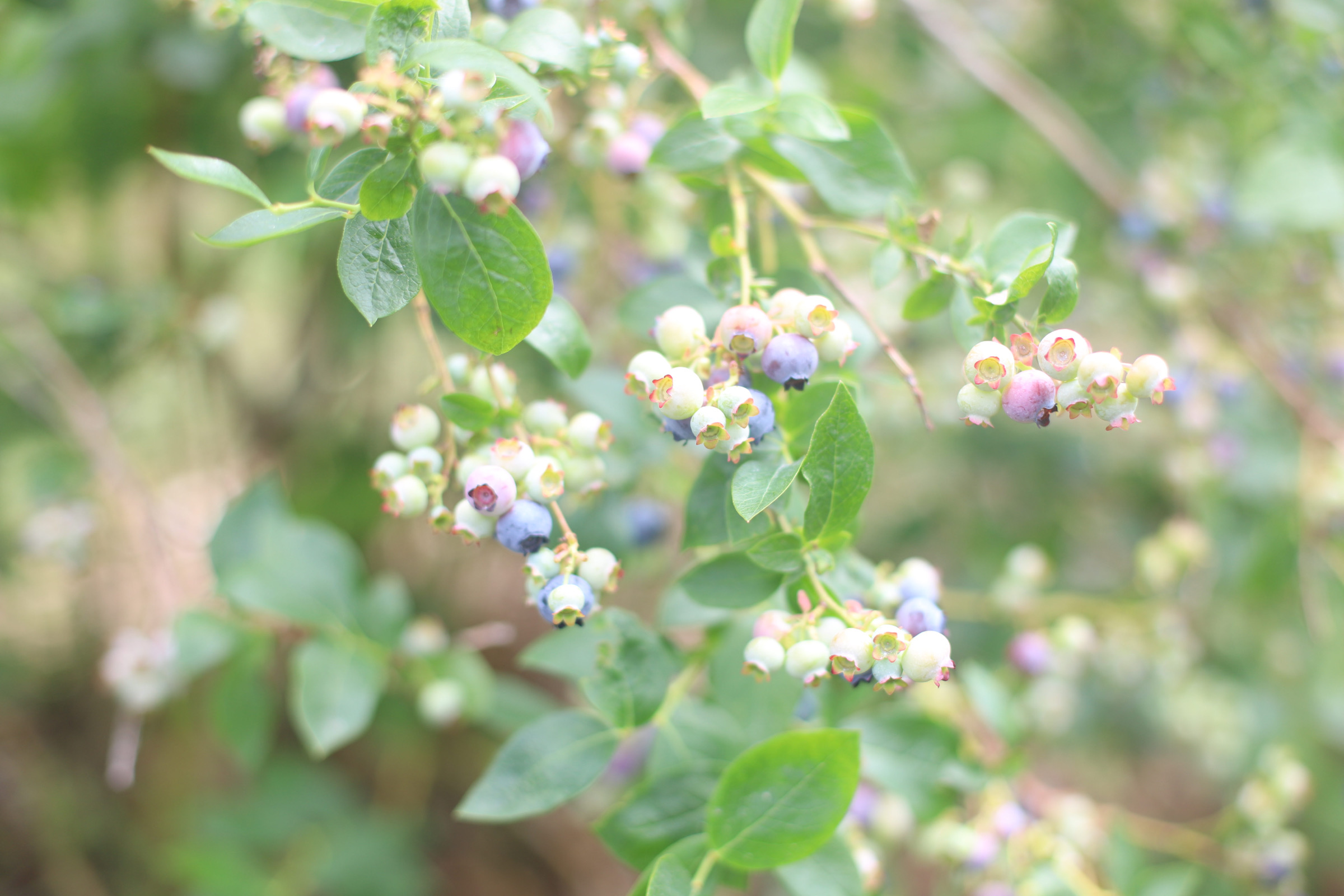 Looking for somewhere family-friendly to do a little berry picking around the Boston area this summer? We’ve founded the sweetest spot to pick blueberries, strawberries, and even cherries! | @glitterinclexi | GLITTERINC.COM