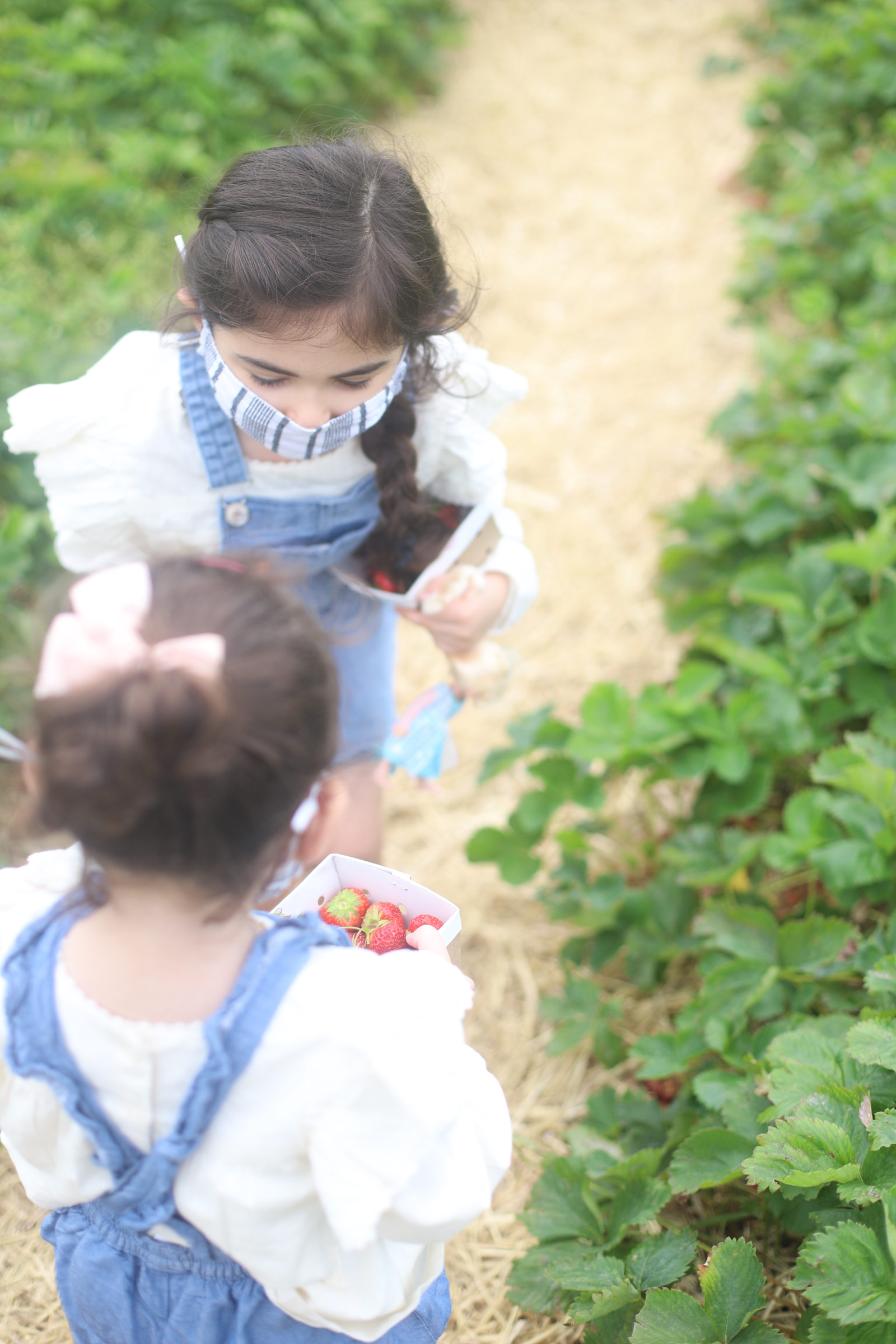 Blueberry and Strawberry Picking at Wards Berry Farm