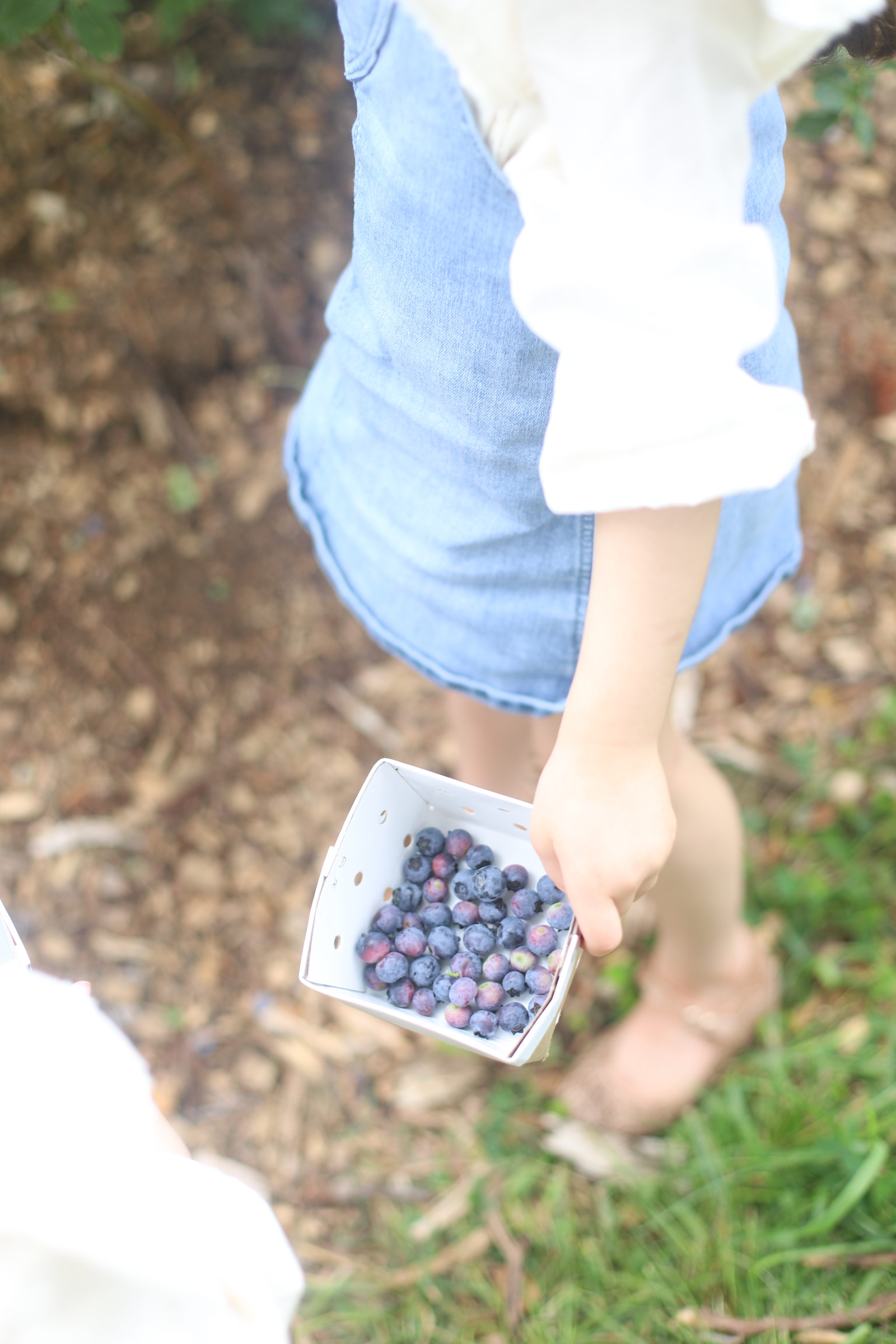 Looking for somewhere family-friendly to do a little berry picking around the Boston area this summer? We’ve founded the sweetest spot to pick blueberries, strawberries, and even cherries! | @glitterinclexi | GLITTERINC.COM