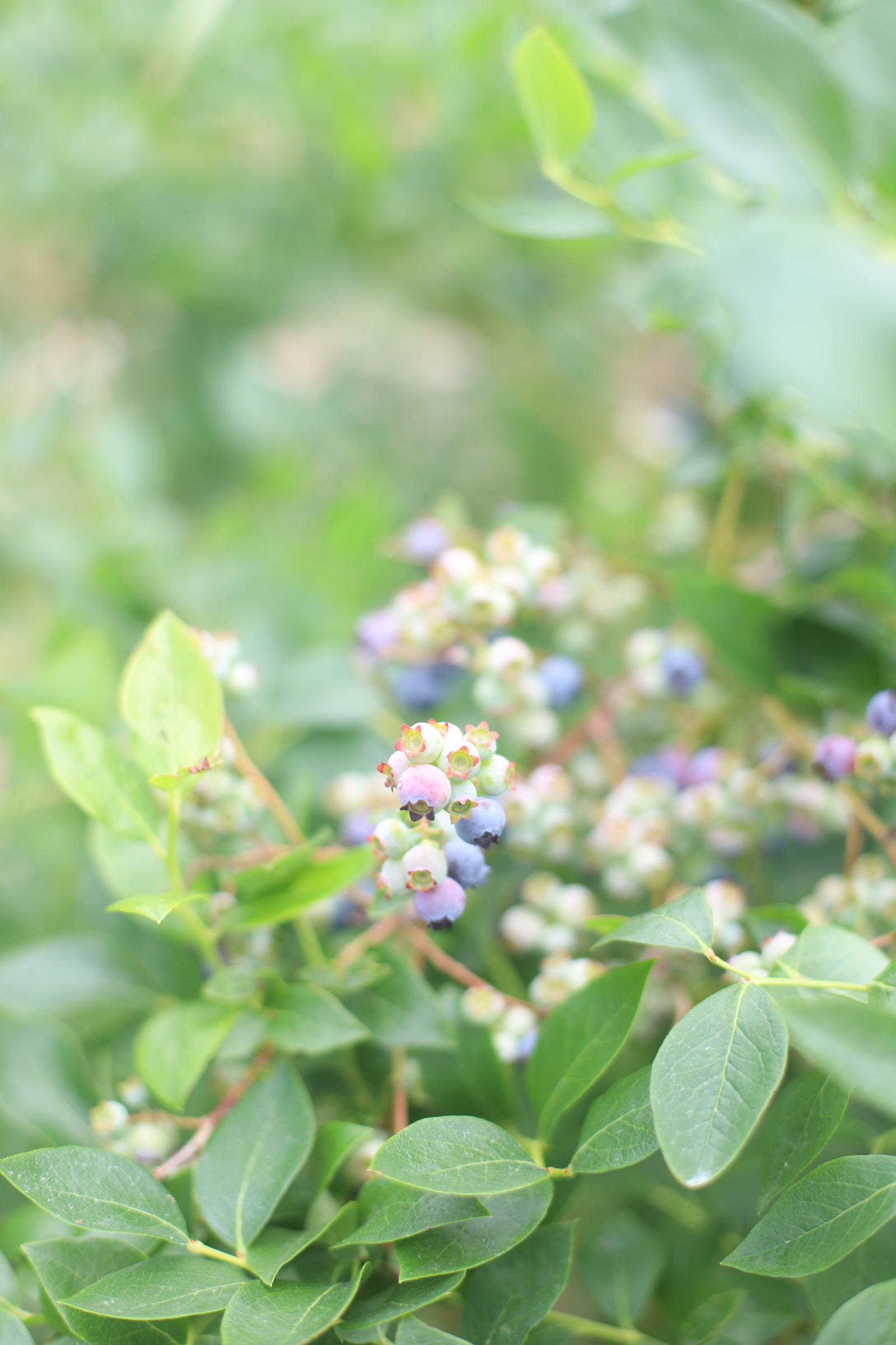 Looking for somewhere family-friendly to do a little berry picking around the Boston area this summer? We’ve founded the sweetest spot to pick blueberries, strawberries, and even cherries! | @glitterinclexi | GLITTERINC.COM