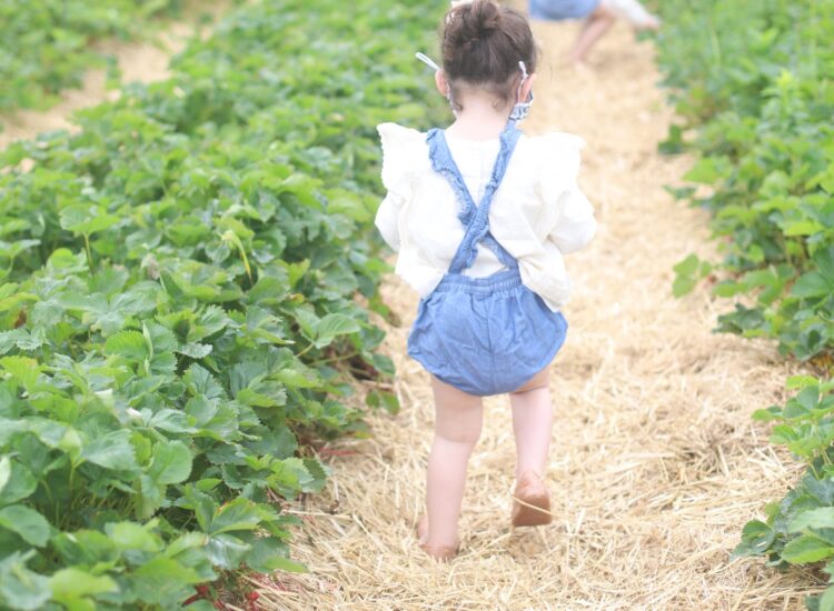 Berry Picking in the Boston Area - Family-Friendly Strawberry and Blueberry Farm in Massachusetts // GLITTERINC.COM
