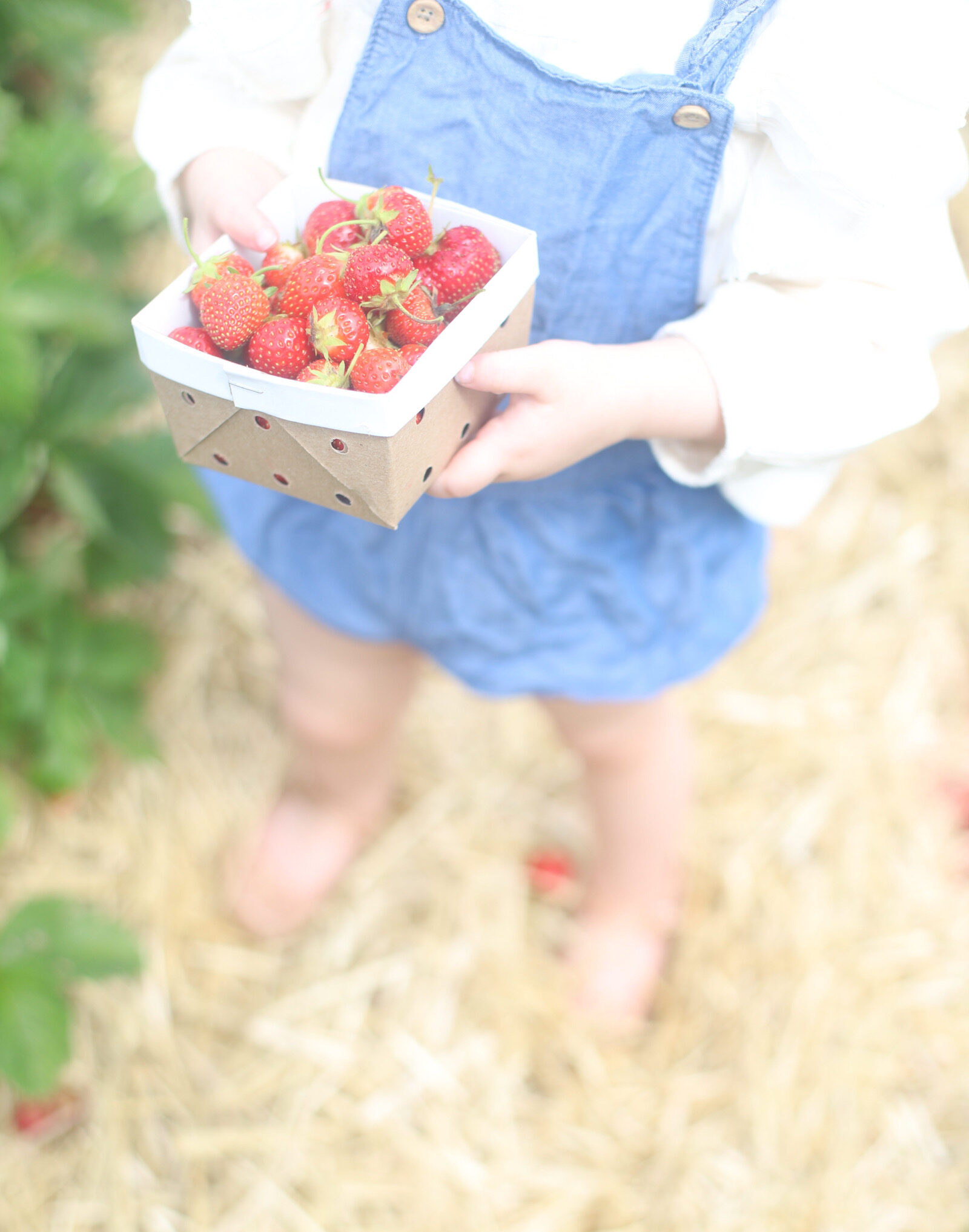 Blueberry and Strawberry Picking at Wards Berry Farm