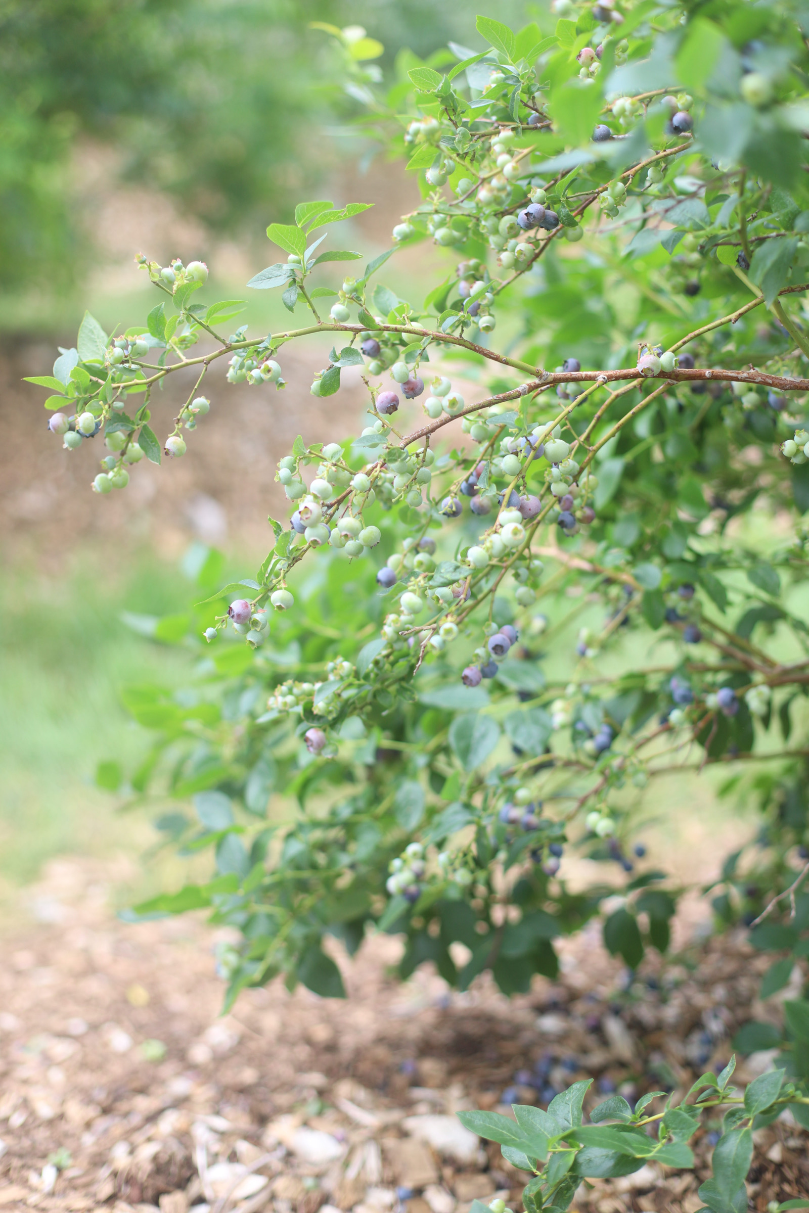 Looking for somewhere family-friendly to do a little berry picking around the Boston area this summer? We’ve founded the sweetest spot to pick blueberries, strawberries, and even cherries! | @glitterinclexi | GLITTERINC.COM