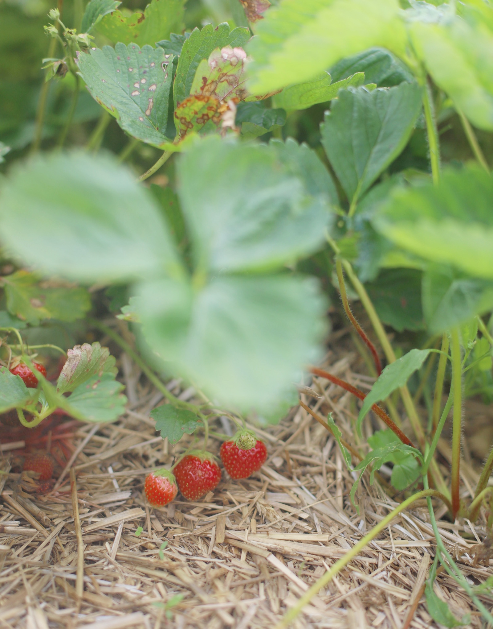 Looking for somewhere family-friendly to do a little berry picking around the Boston area this summer? We’ve founded the sweetest spot to pick blueberries, strawberries, and even cherries! | @glitterinclexi | GLITTERINC.COM