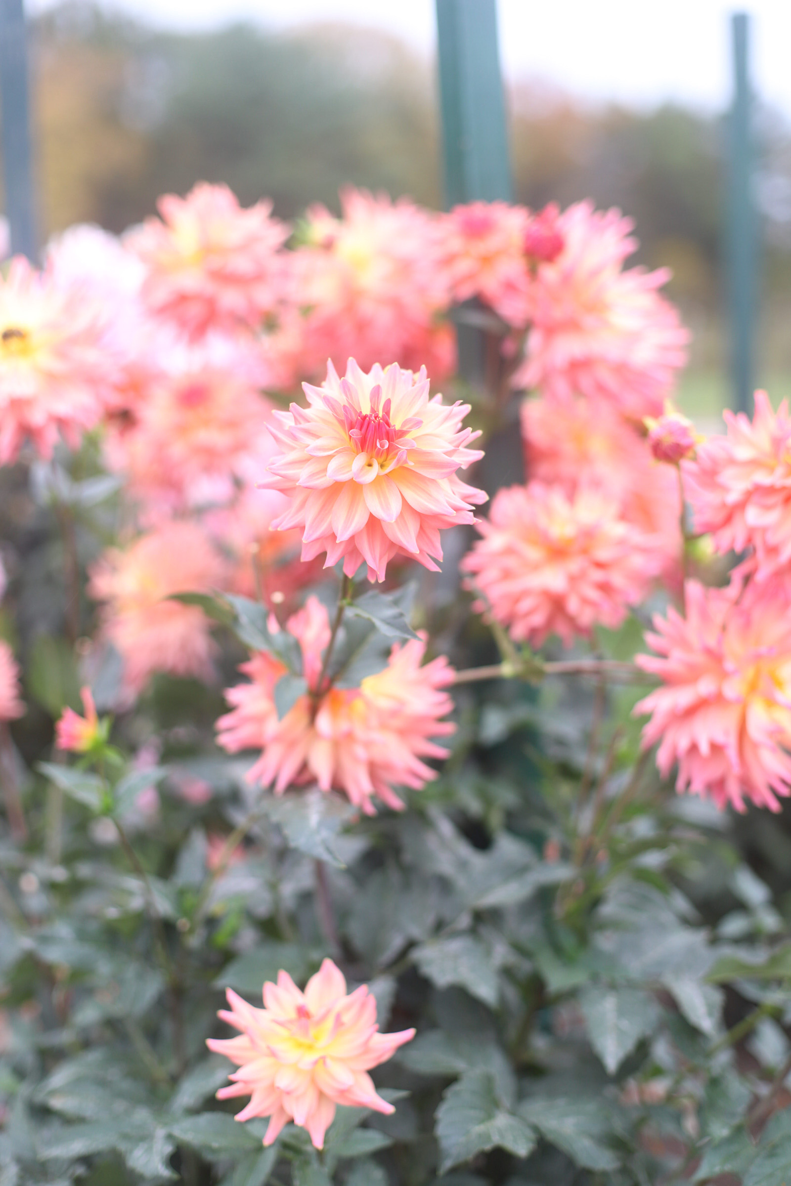 Exploring Elizabeth Rose Garden to see the Dahlias in the Fall in Hartford Connecticut | @glitterinclexi | GLITTERINC.COM