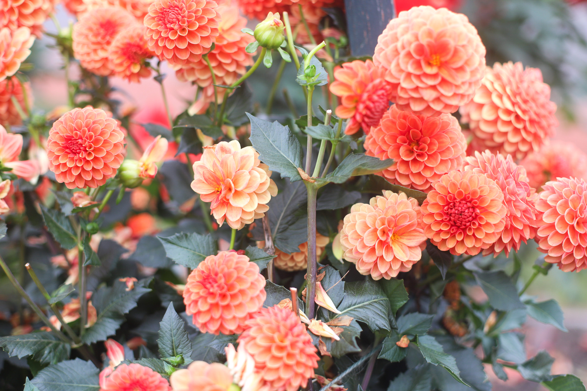 Exploring Elizabeth Rose Garden to see the Dahlias in the Fall in Hartford Connecticut | @glitterinclexi | GLITTERINC.COM