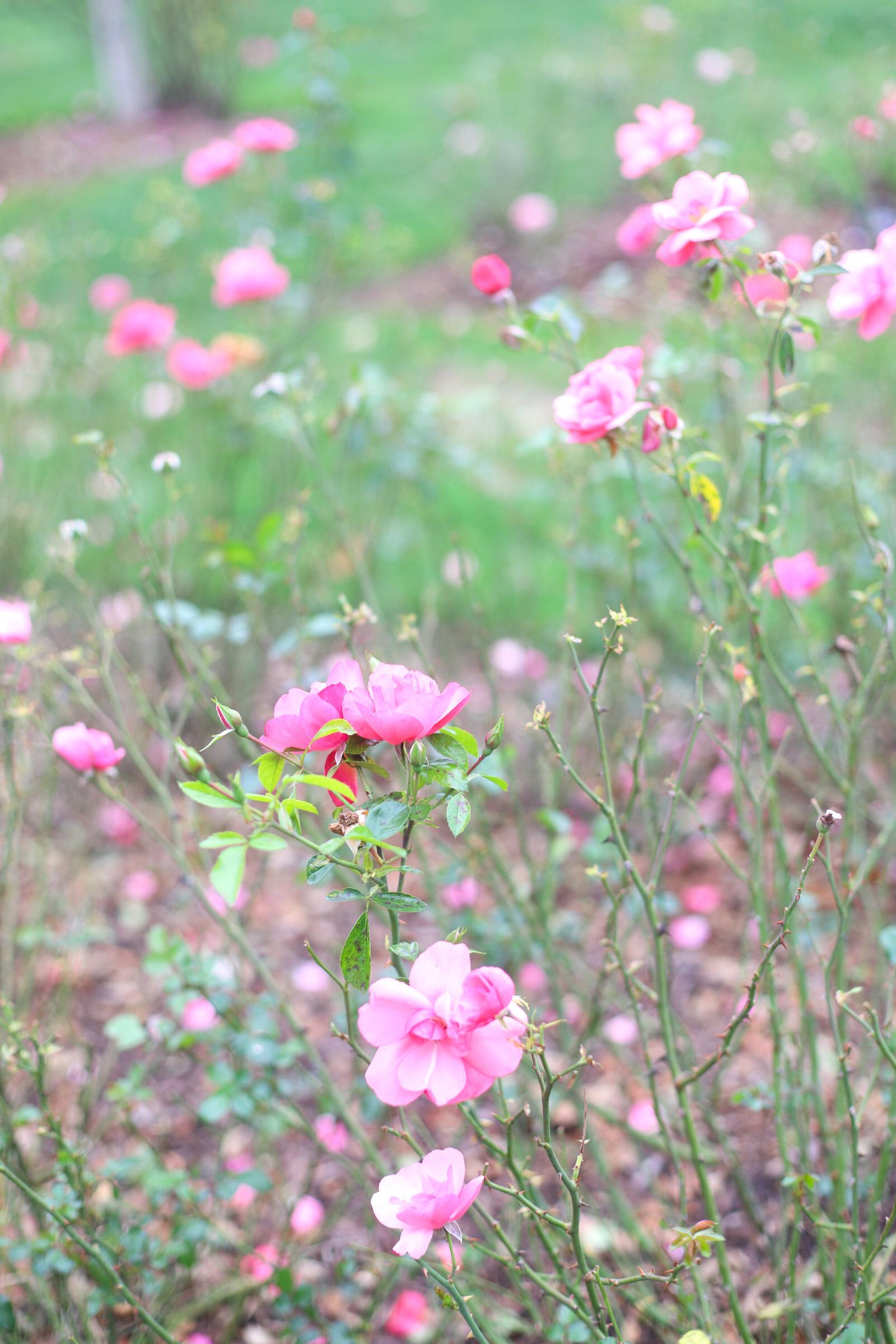 Exploring Elizabeth Rose Garden to see the Dahlias in the Fall in Hartford Connecticut | @glitterinclexi | GLITTERINC.COM