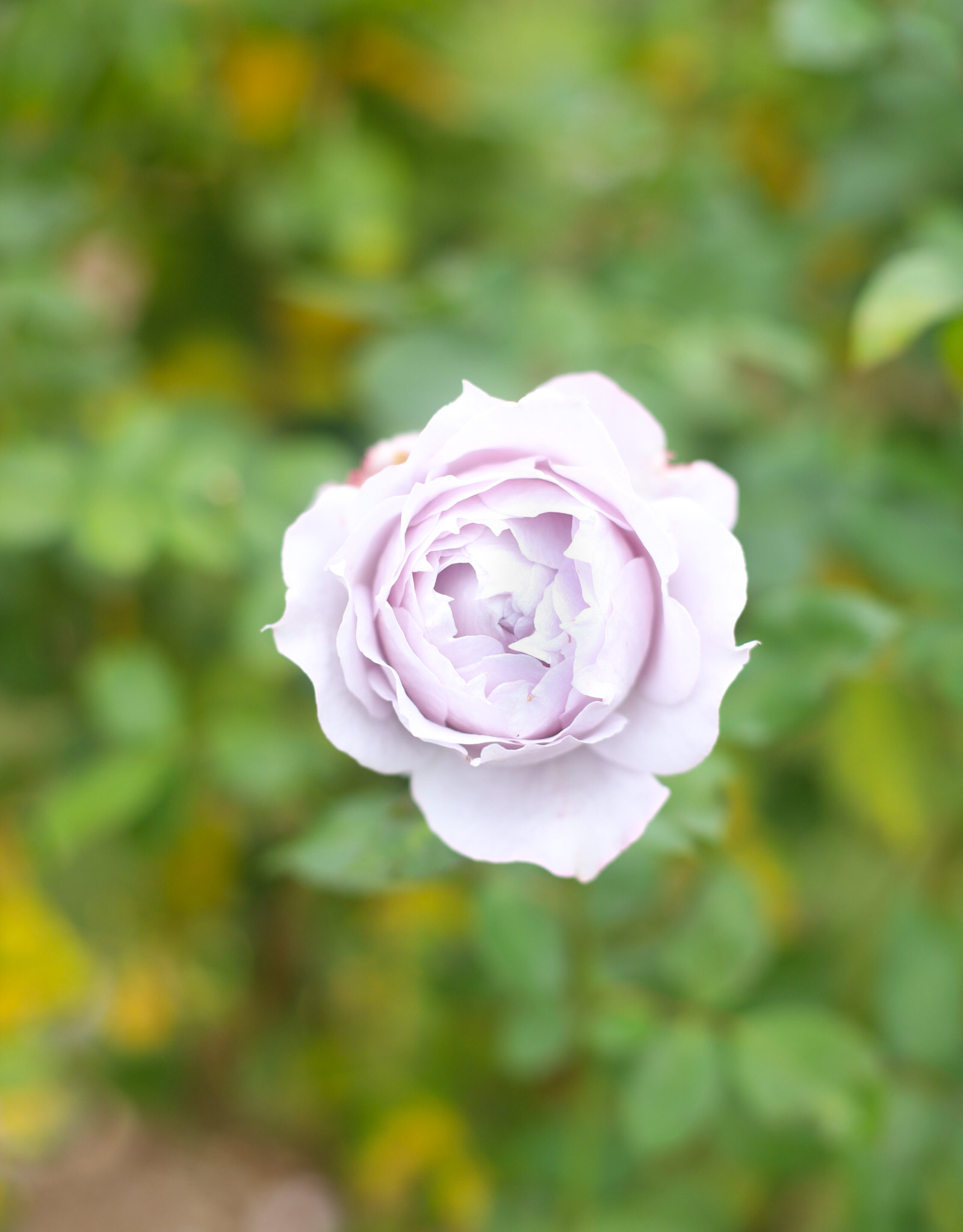 Exploring Elizabeth Rose Garden to see the Dahlias in the Fall in Hartford Connecticut | @glitterinclexi | GLITTERINC.COM