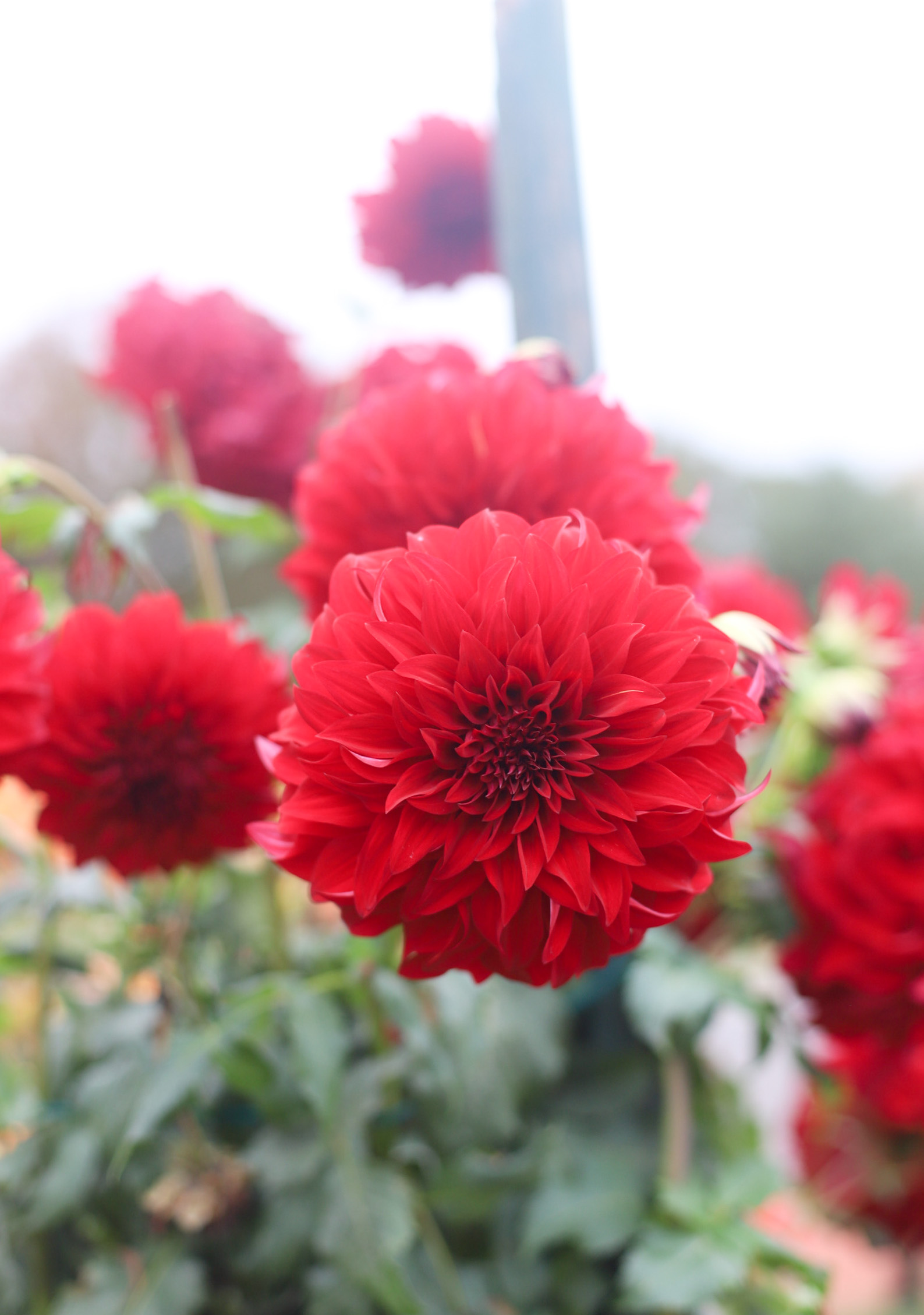 Exploring Elizabeth Rose Garden to see the Dahlias in the Fall in Hartford Connecticut | @glitterinclexi | GLITTERINC.COM