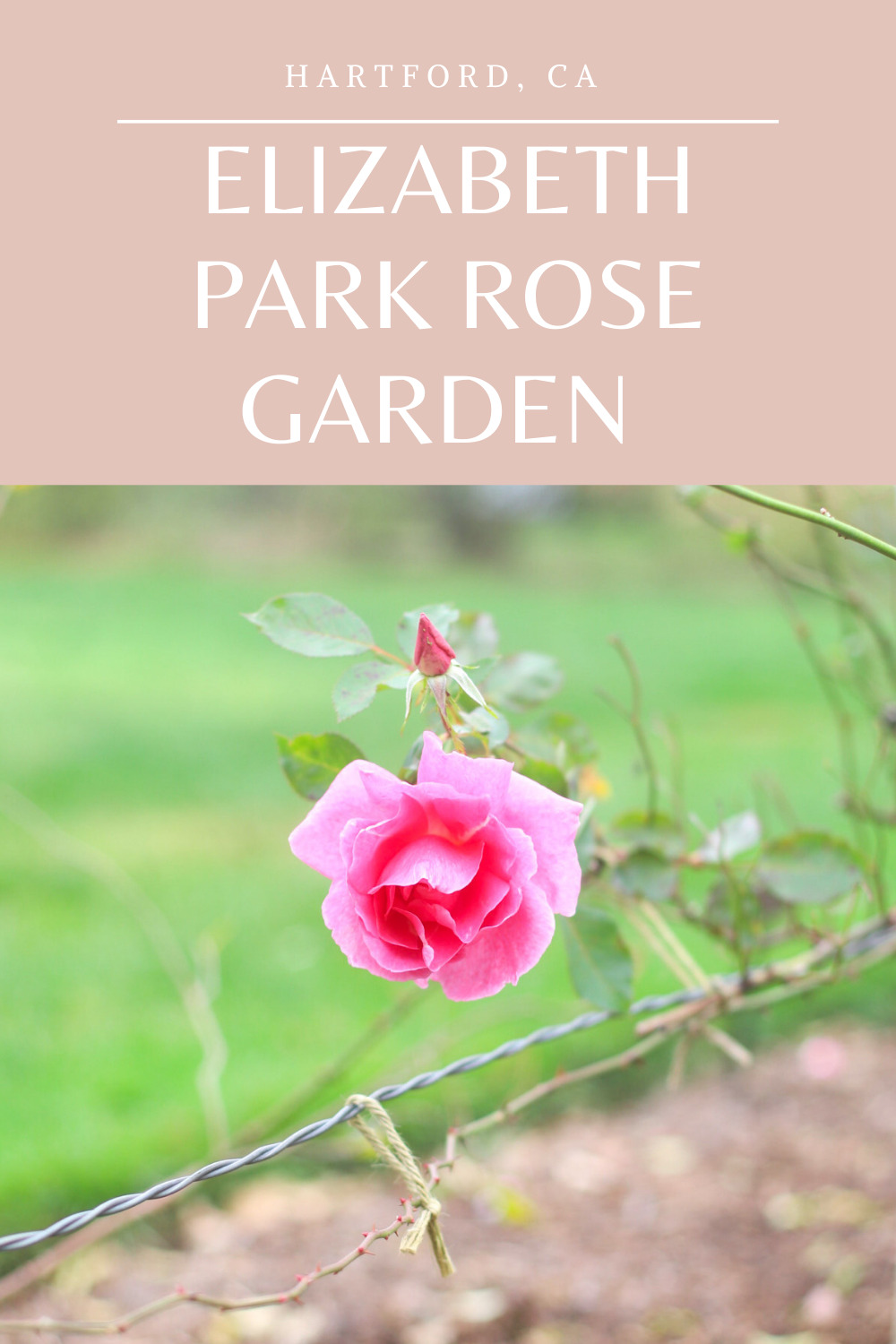 Exploring Elizabeth Rose Garden to see the Dahlias in the Fall in Hartford Connecticut | @glitterinclexi | GLITTERINC.COM