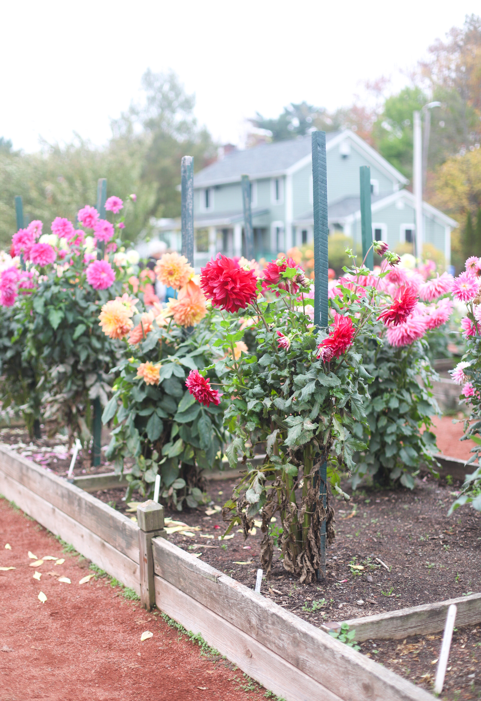 Exploring Elizabeth Rose Garden to see the Dahlias in the Fall in Hartford Connecticut | @glitterinclexi | GLITTERINC.COM