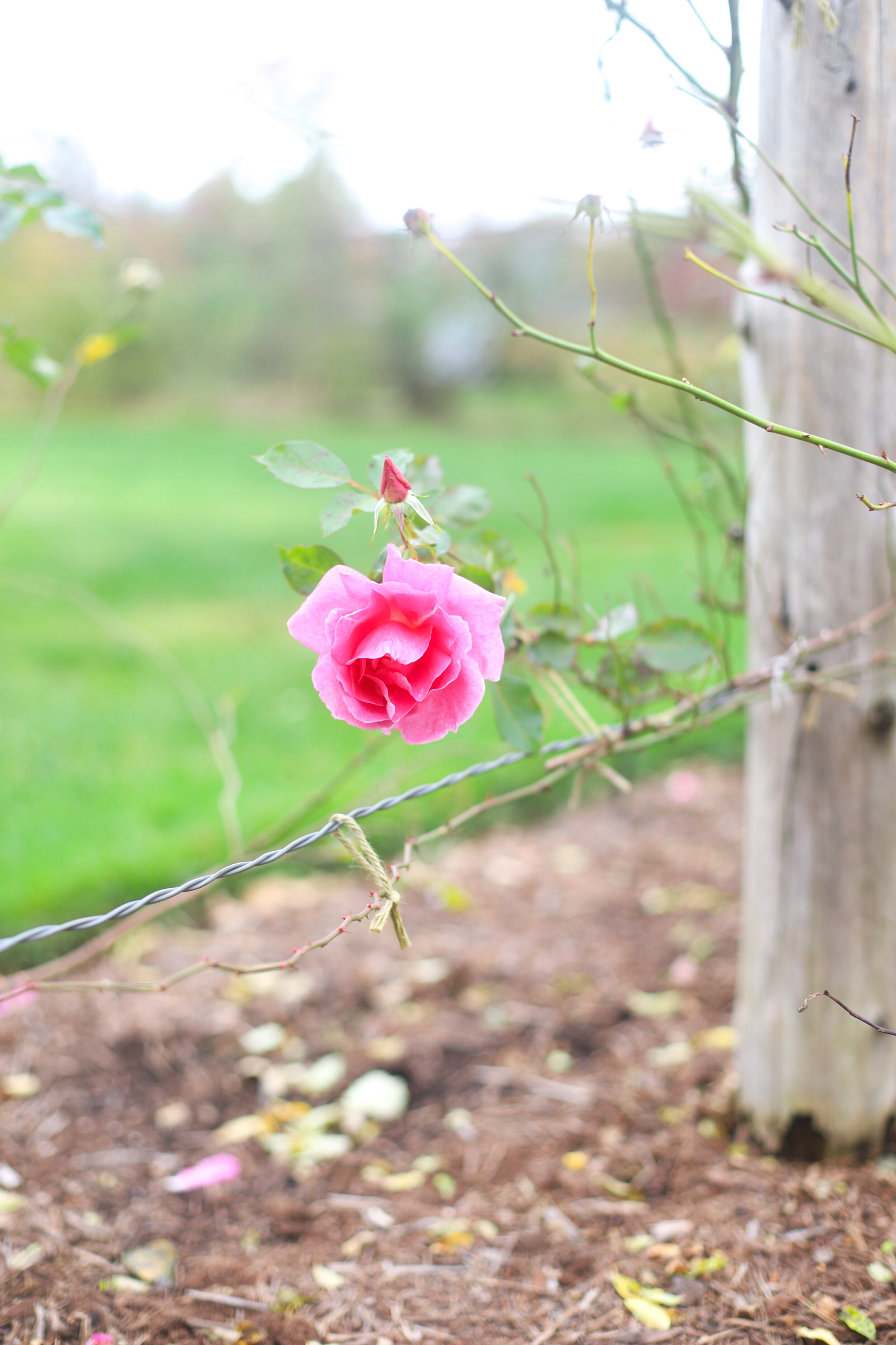 Exploring Elizabeth Rose Garden to see the Dahlias in the Fall in Hartford Connecticut | @glitterinclexi | GLITTERINC.COM