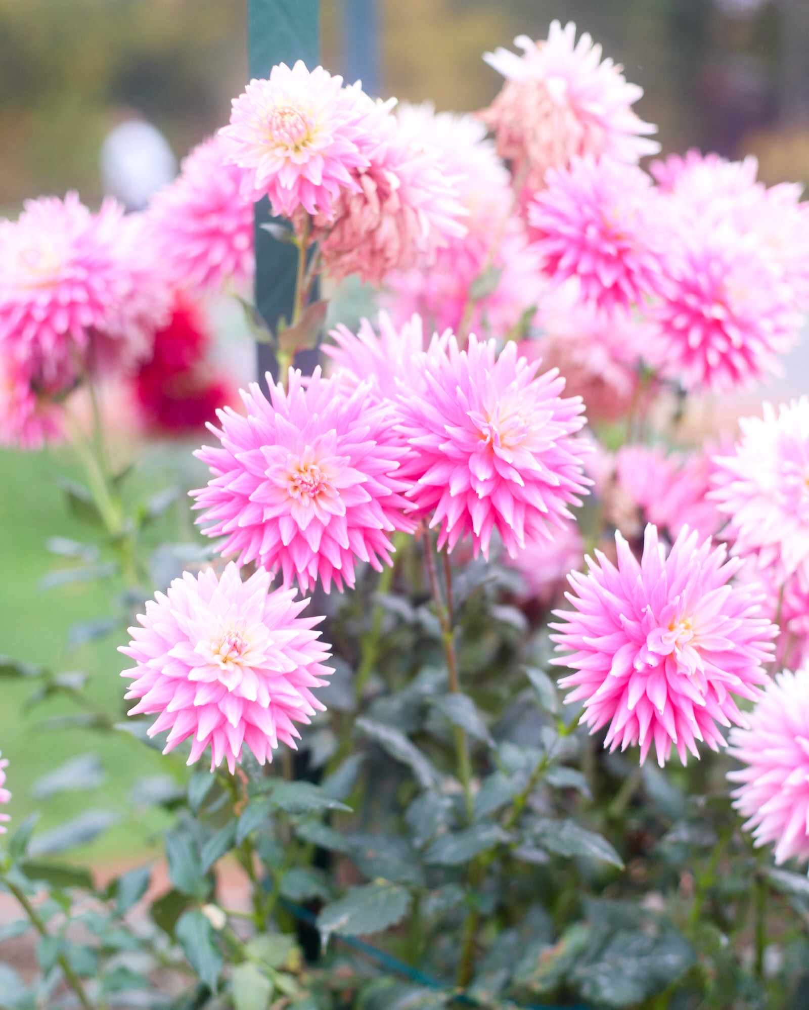 Exploring Elizabeth Rose Garden to see the Dahlias in the Fall in Hartford Connecticut | @glitterinclexi | GLITTERINC.COM