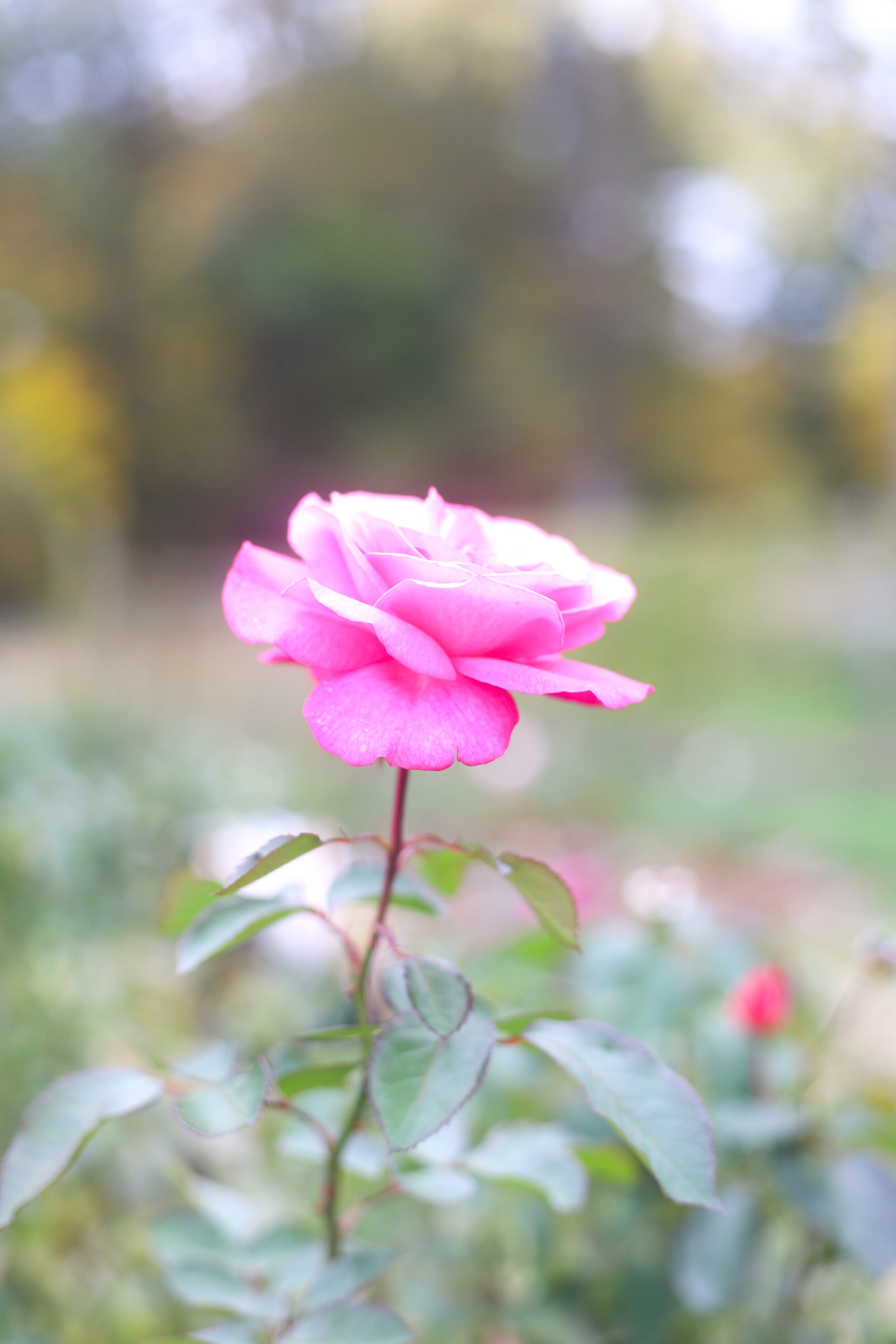 Exploring Elizabeth Rose Garden to see the Dahlias in the Fall in Hartford Connecticut | @glitterinclexi | GLITTERINC.COM