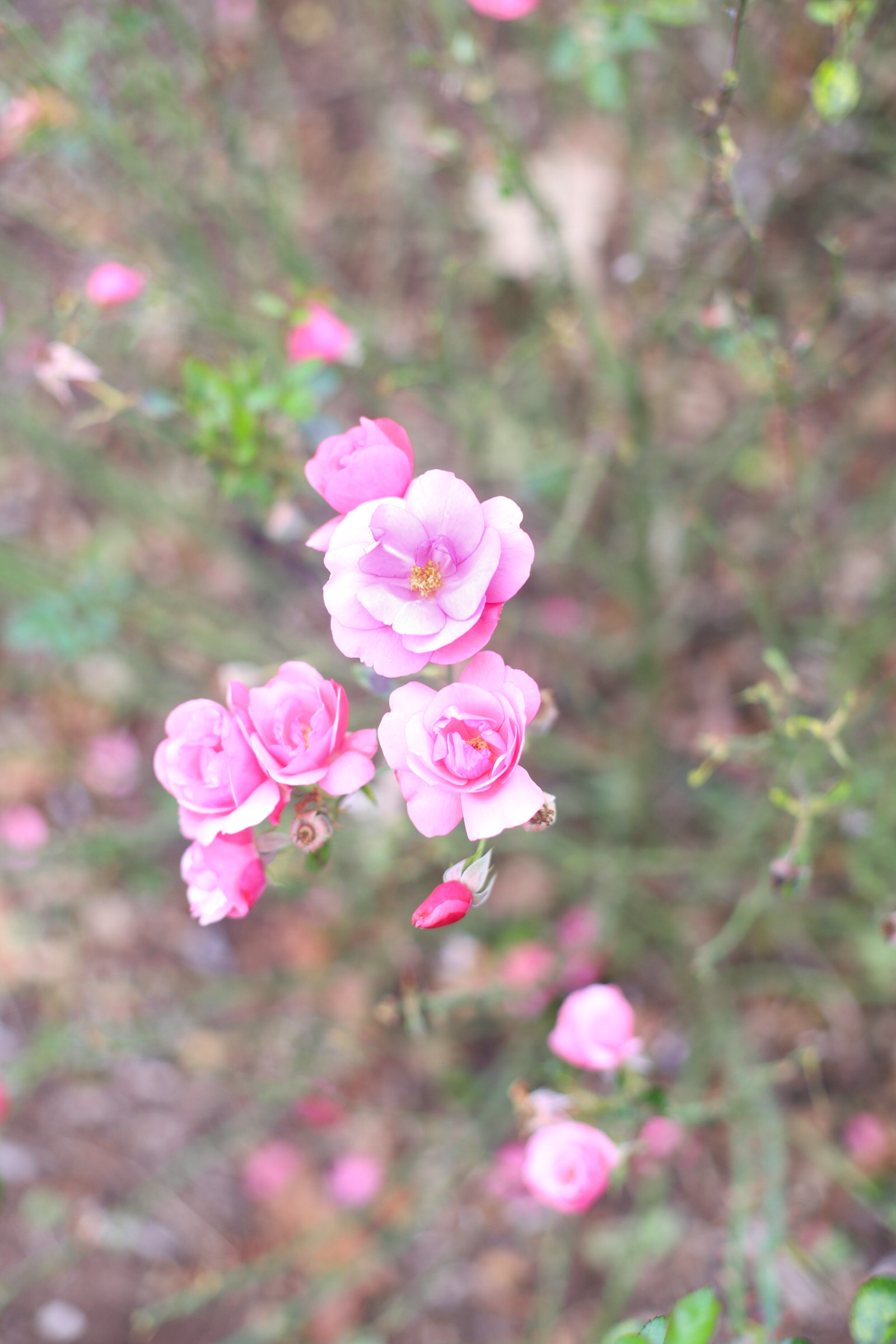Exploring Elizabeth Rose Garden to see the Dahlias in the Fall in Hartford Connecticut | @glitterinclexi | GLITTERINC.COM