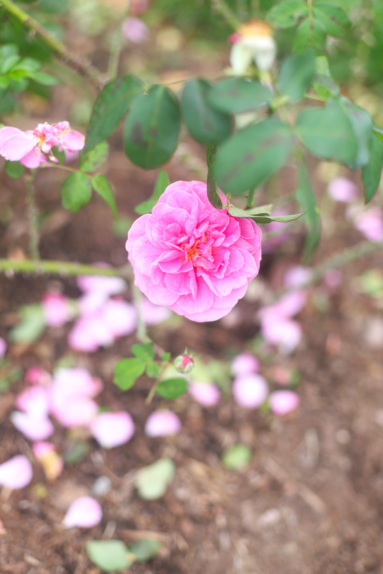 Exploring Elizabeth Rose Garden to see the Dahlias in the Fall in Hartford Connecticut | @glitterinclexi | GLITTERINC.COM