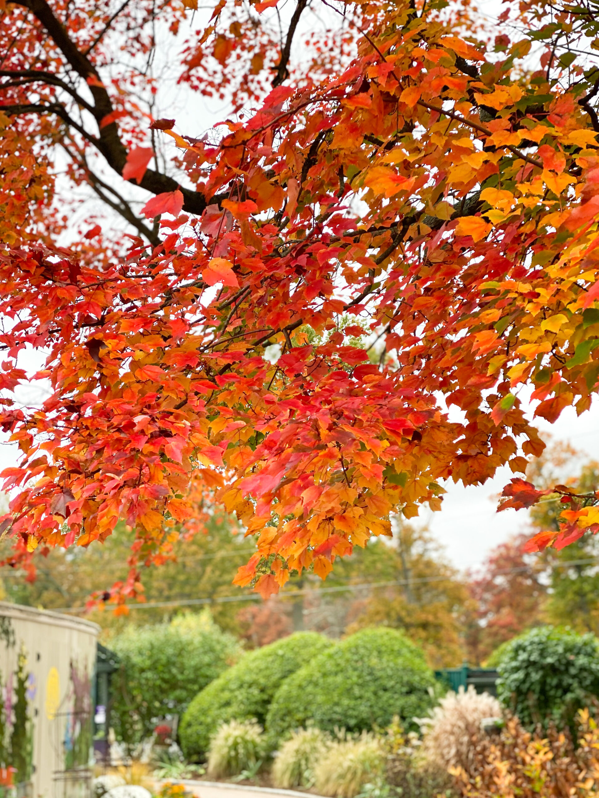 Exploring Elizabeth Rose Garden to see the Dahlias in the Fall in Hartford Connecticut | @glitterinclexi | GLITTERINC.COM