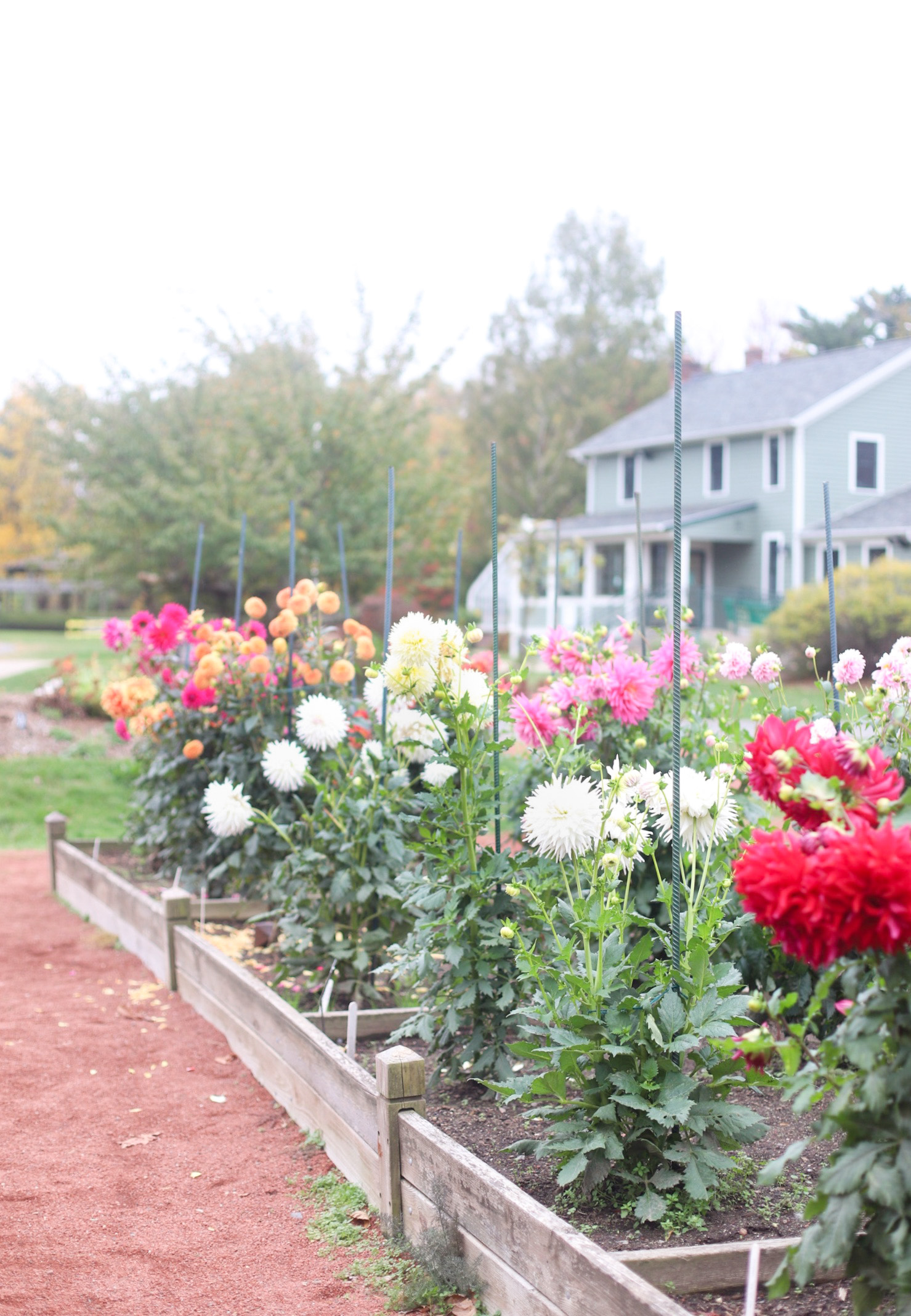 Exploring Elizabeth Rose Garden to see the Dahlias in the Fall in Hartford Connecticut | @glitterinclexi | GLITTERINC.COM