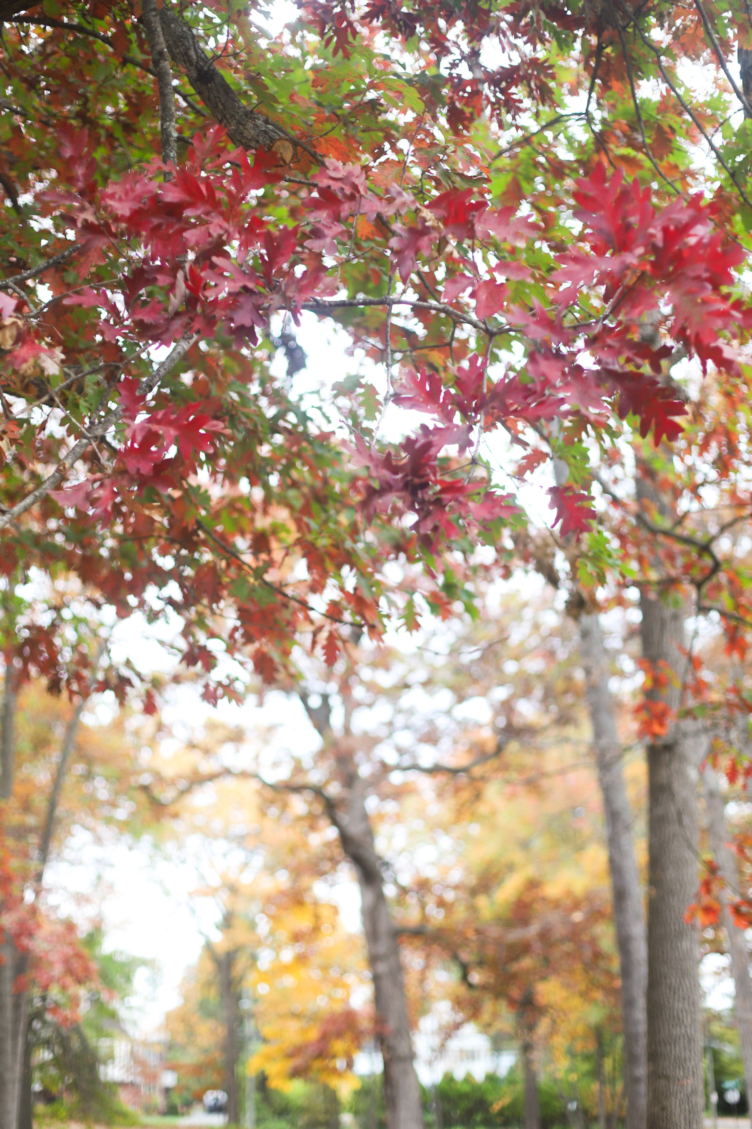 Exploring Elizabeth Rose Garden to see the Dahlias in the Fall in Hartford Connecticut | @glitterinclexi | GLITTERINC.COM